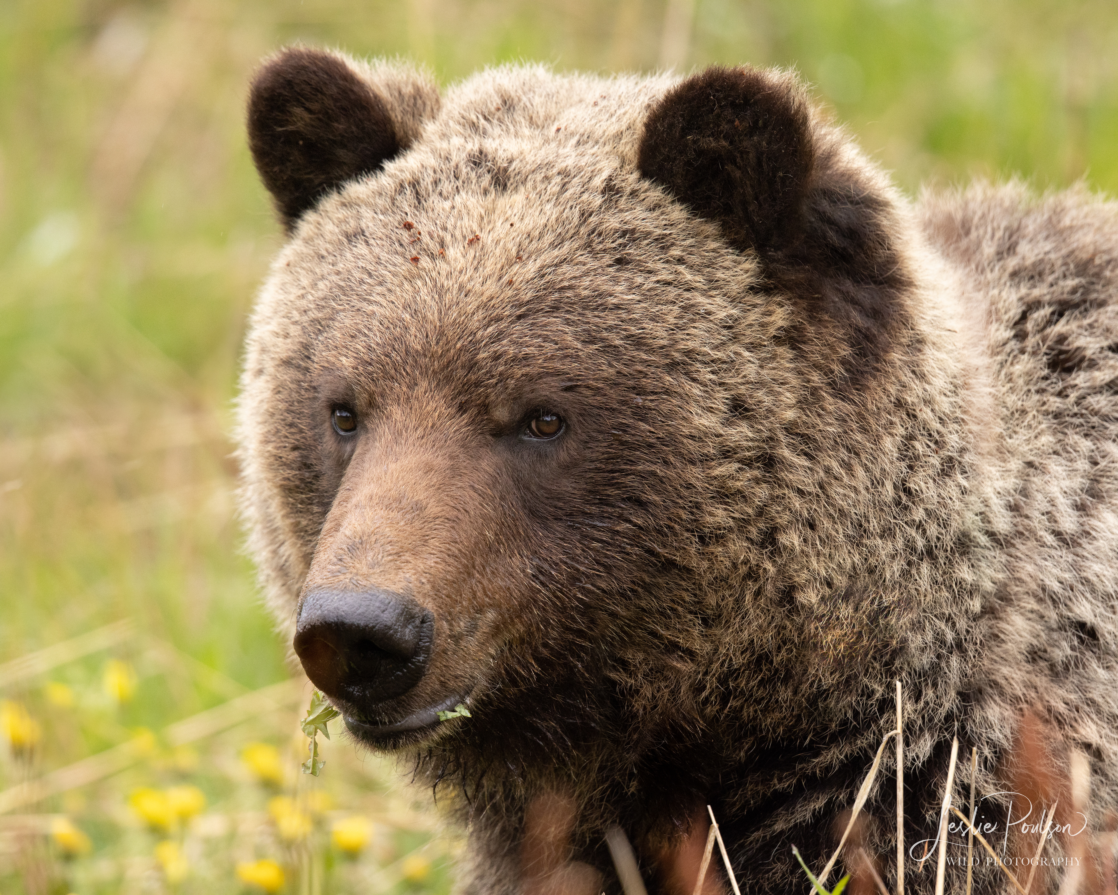 Grizzly Portrait