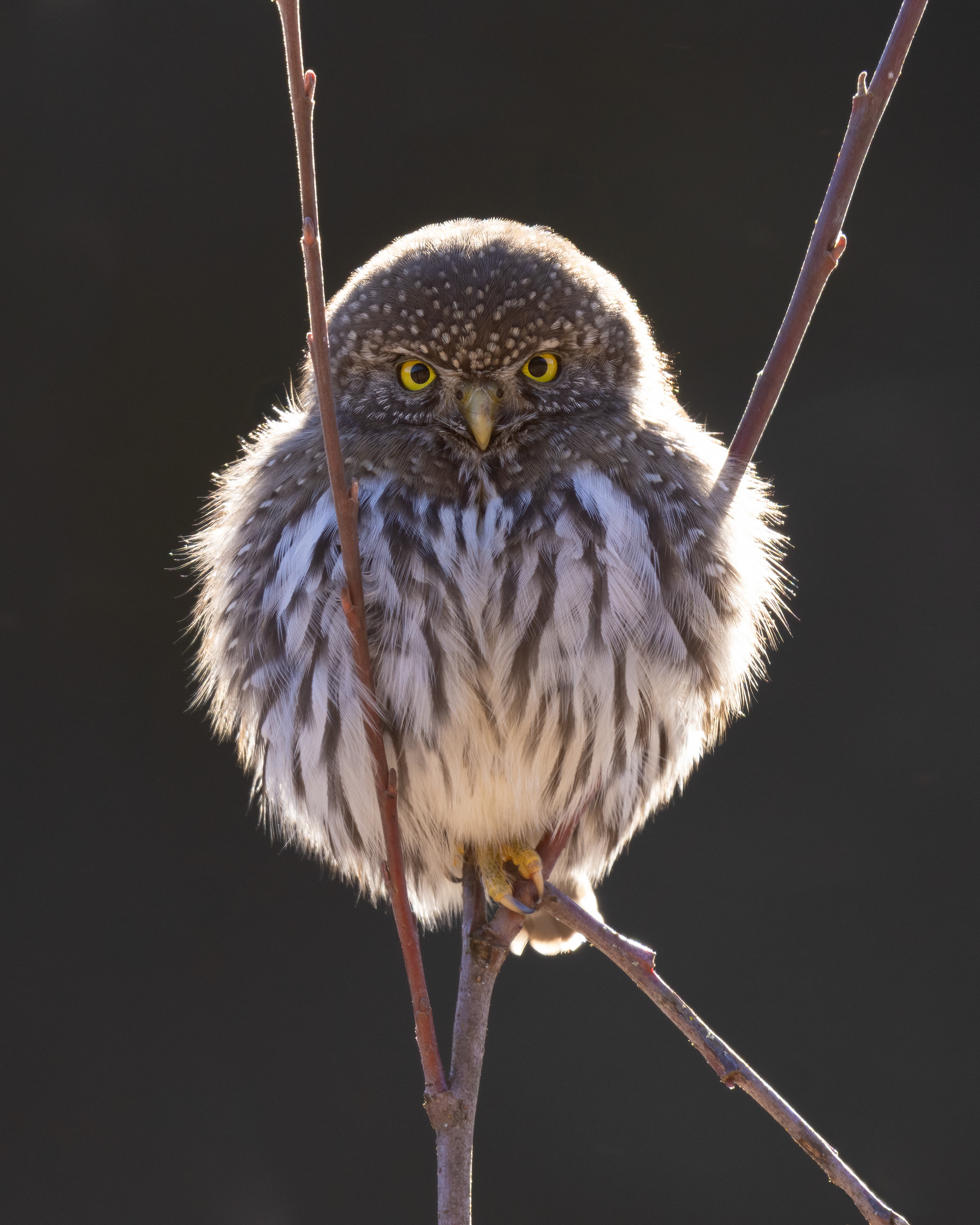 Northern Pygmy-Owl