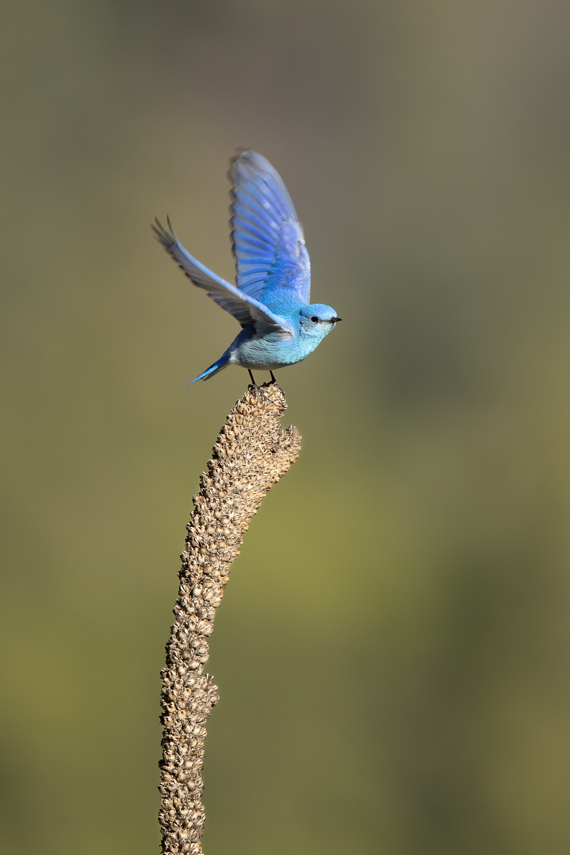 Mountain Bluebird - Canada