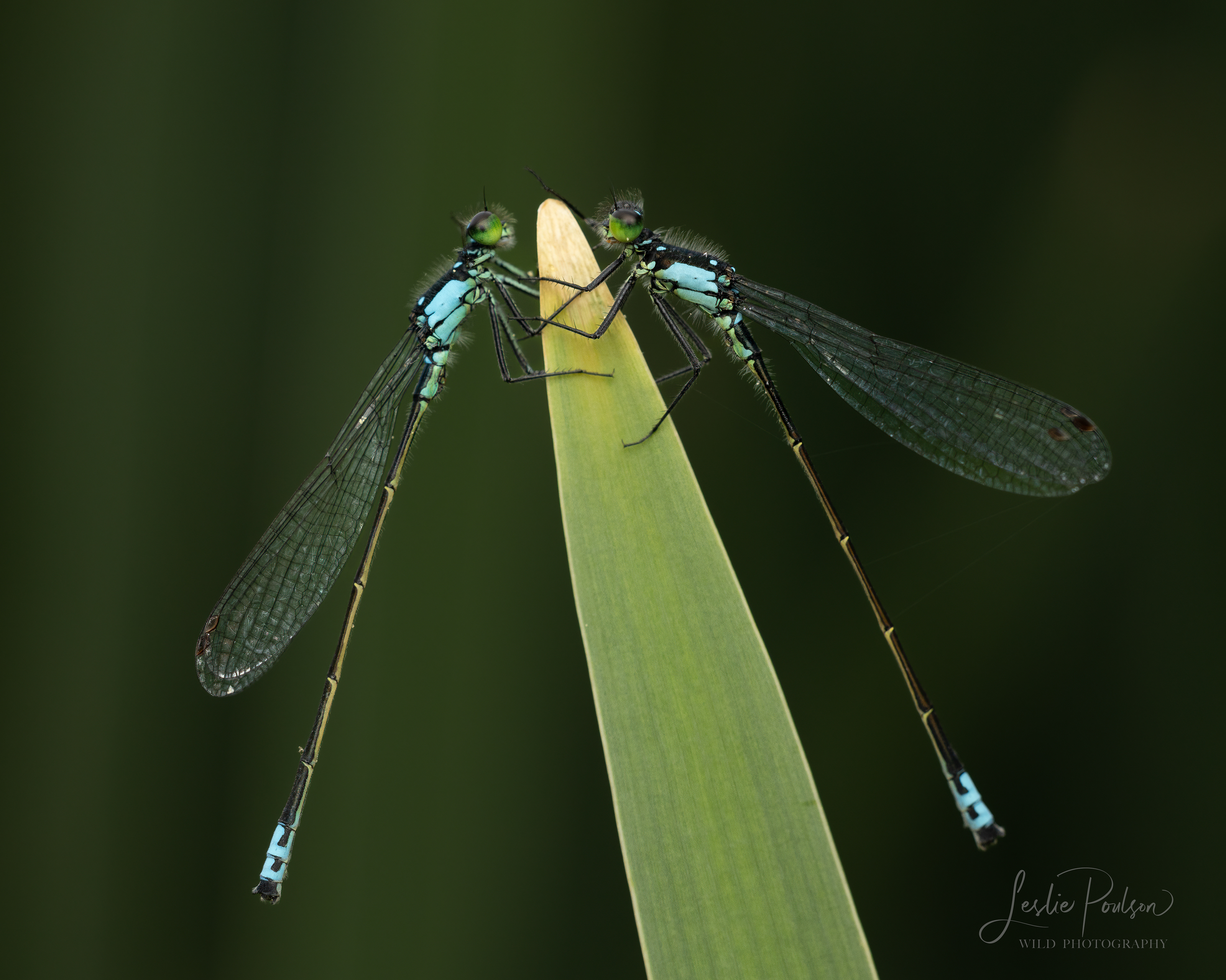Damselflies High Five - Canada