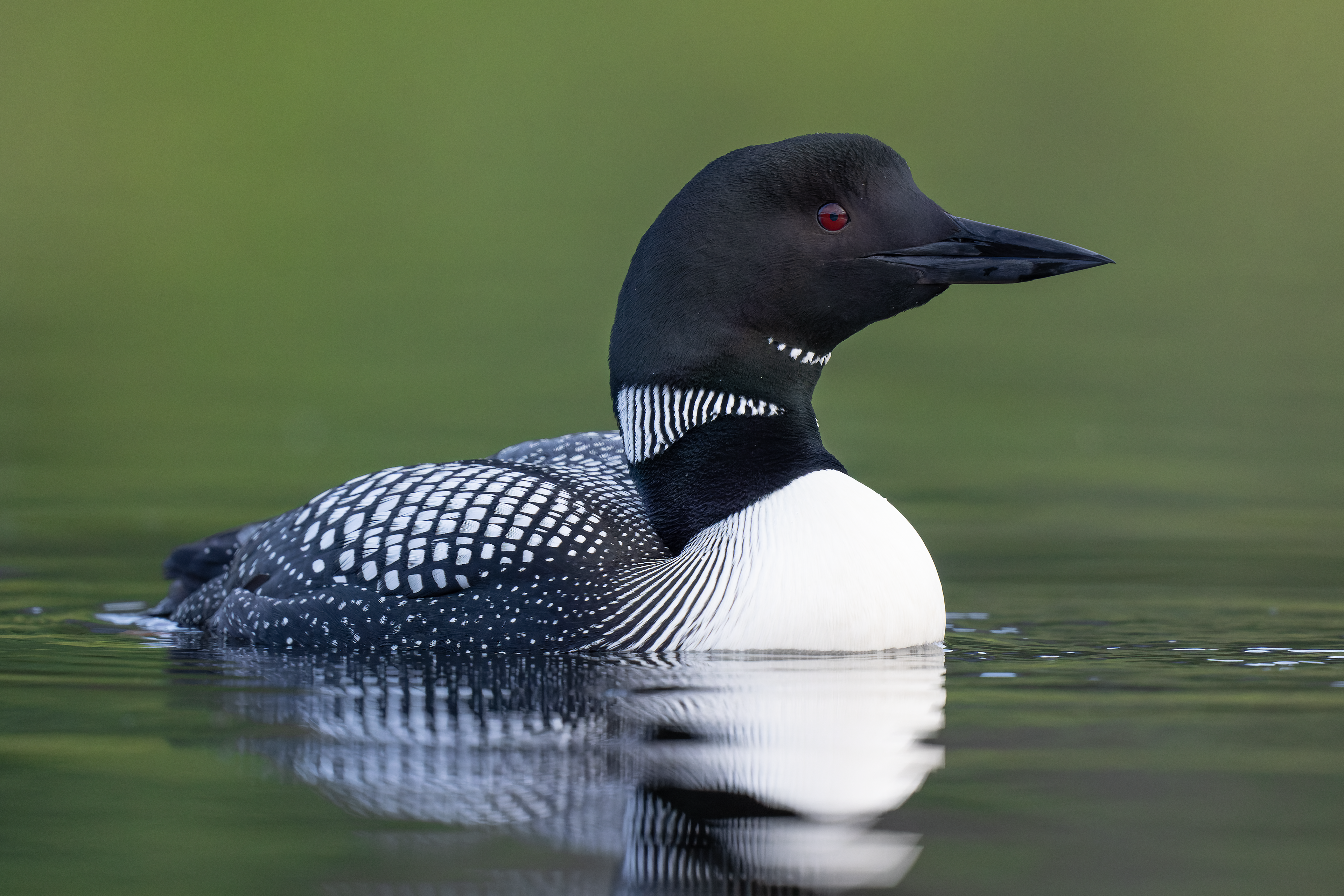 Common Loon Portrait - Canada