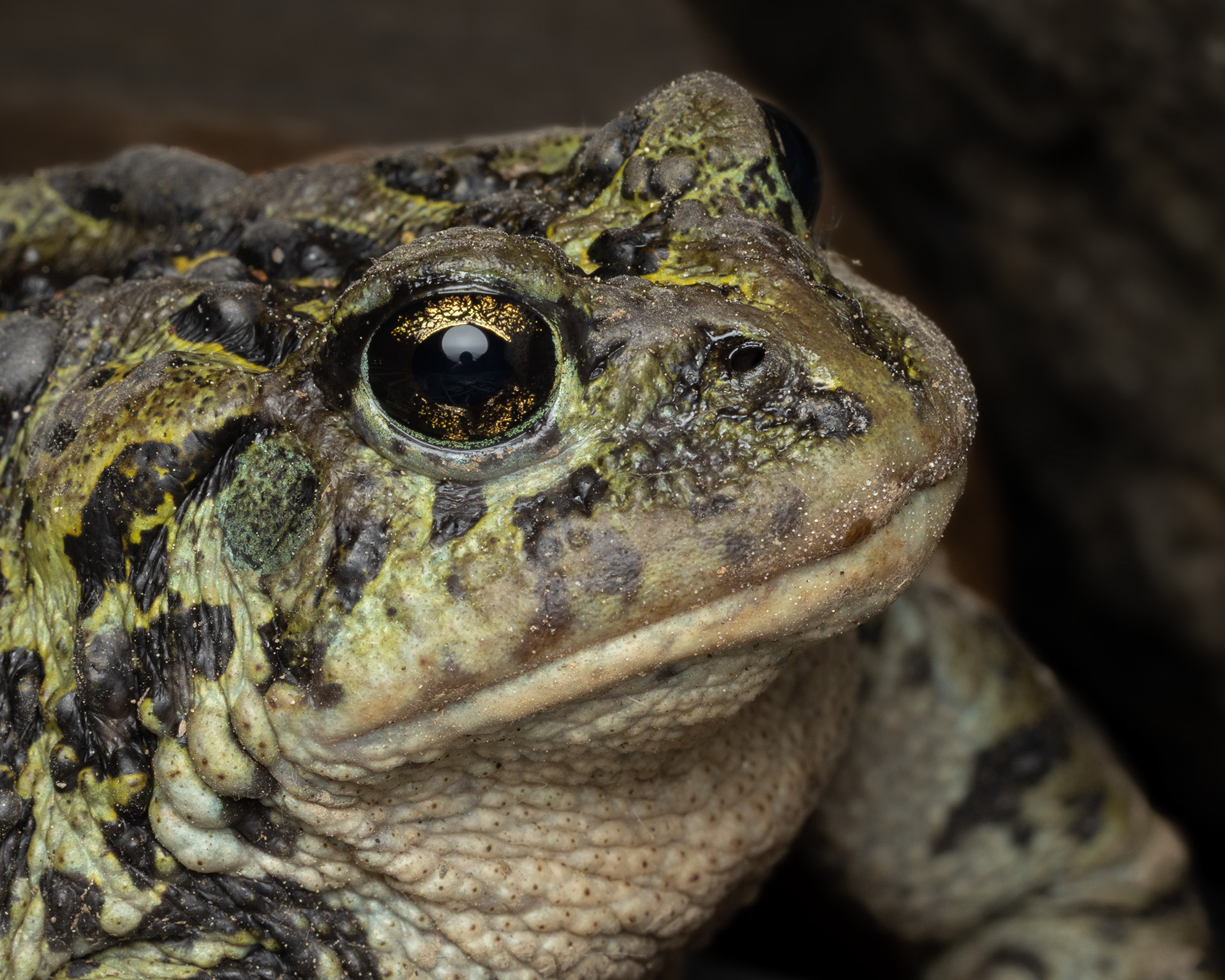 Western Toad