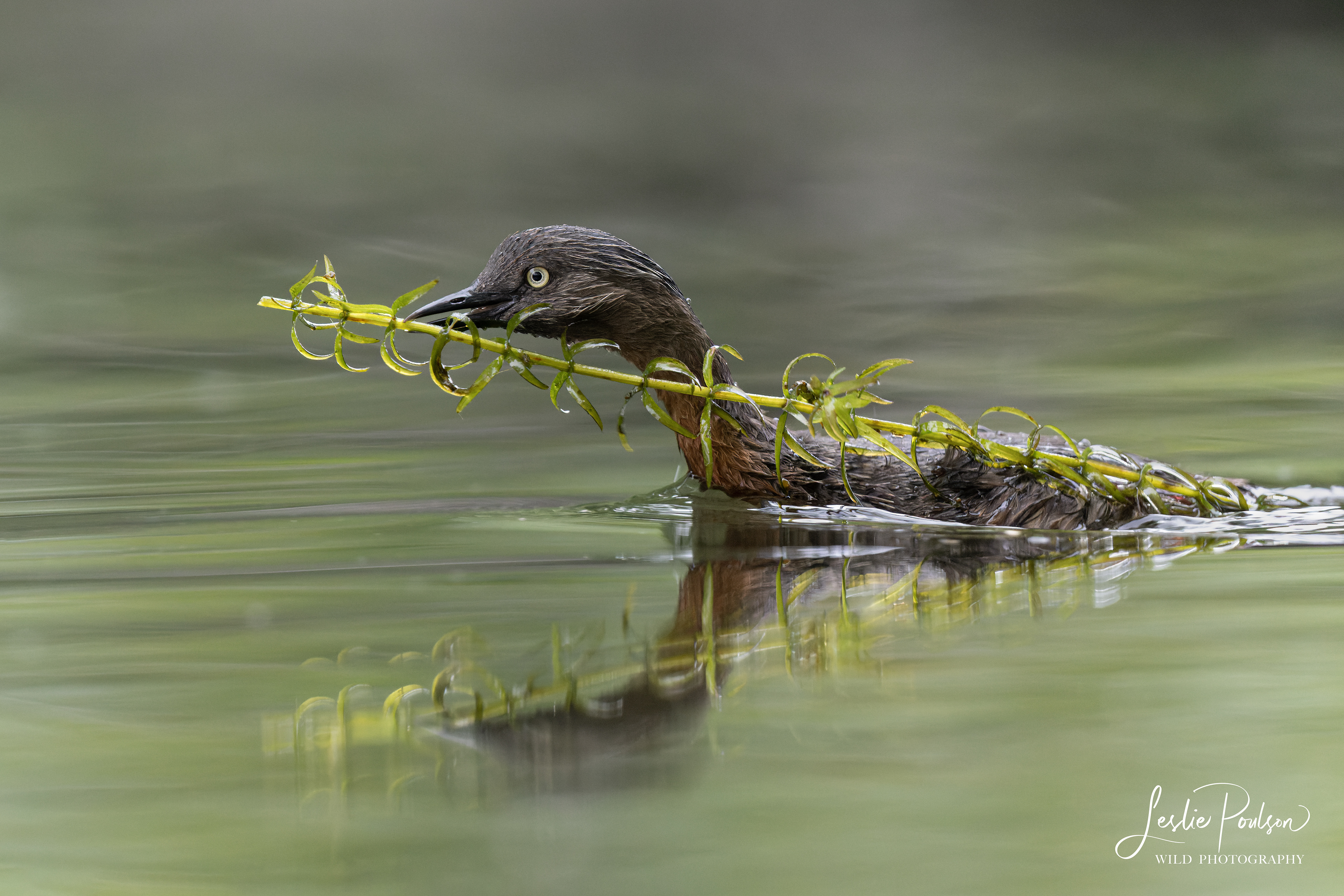 New Zealand Dabchick bringing nest material in for clutch #2 after successfully raising a chick