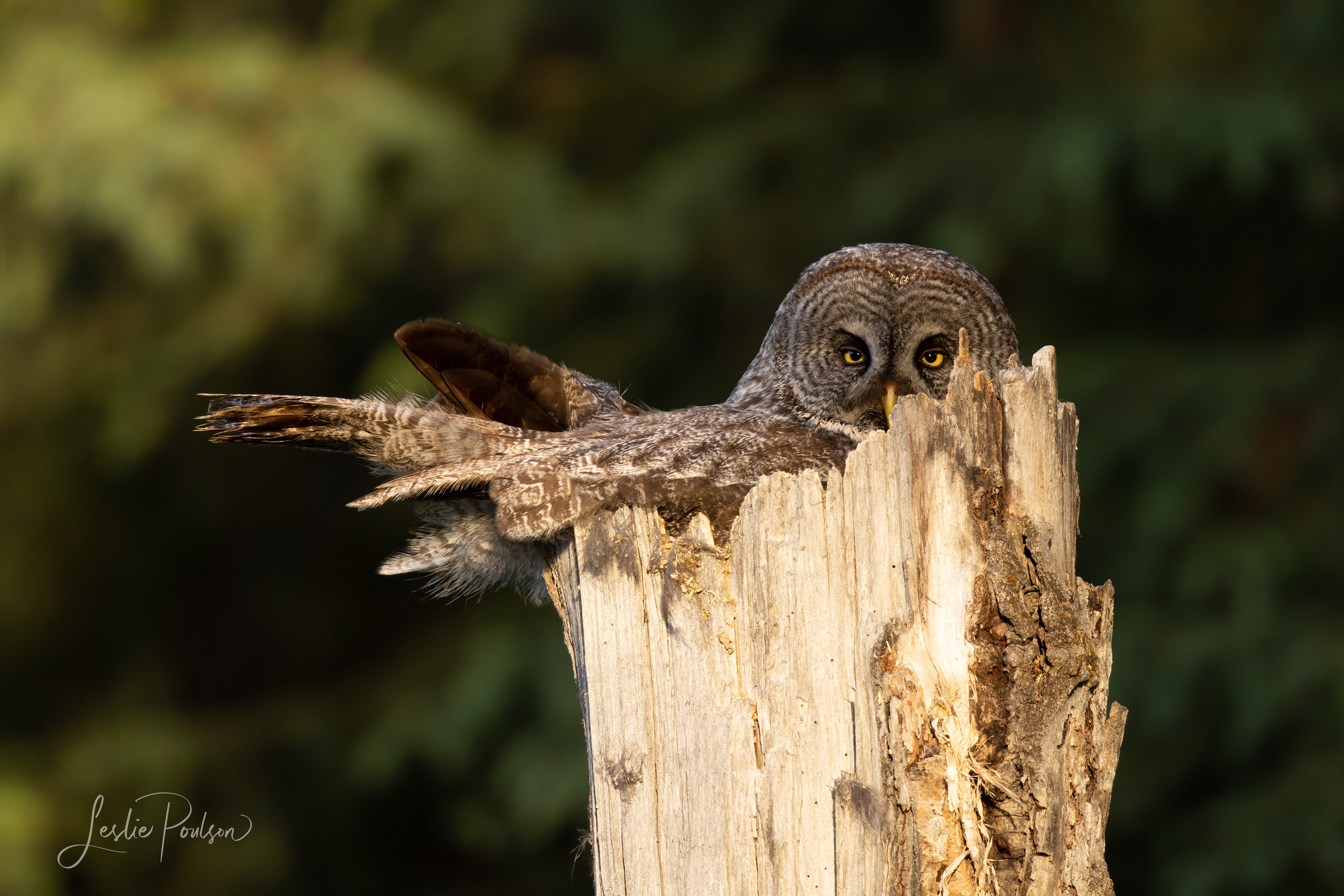 Great Grey Owl Nest - Canada