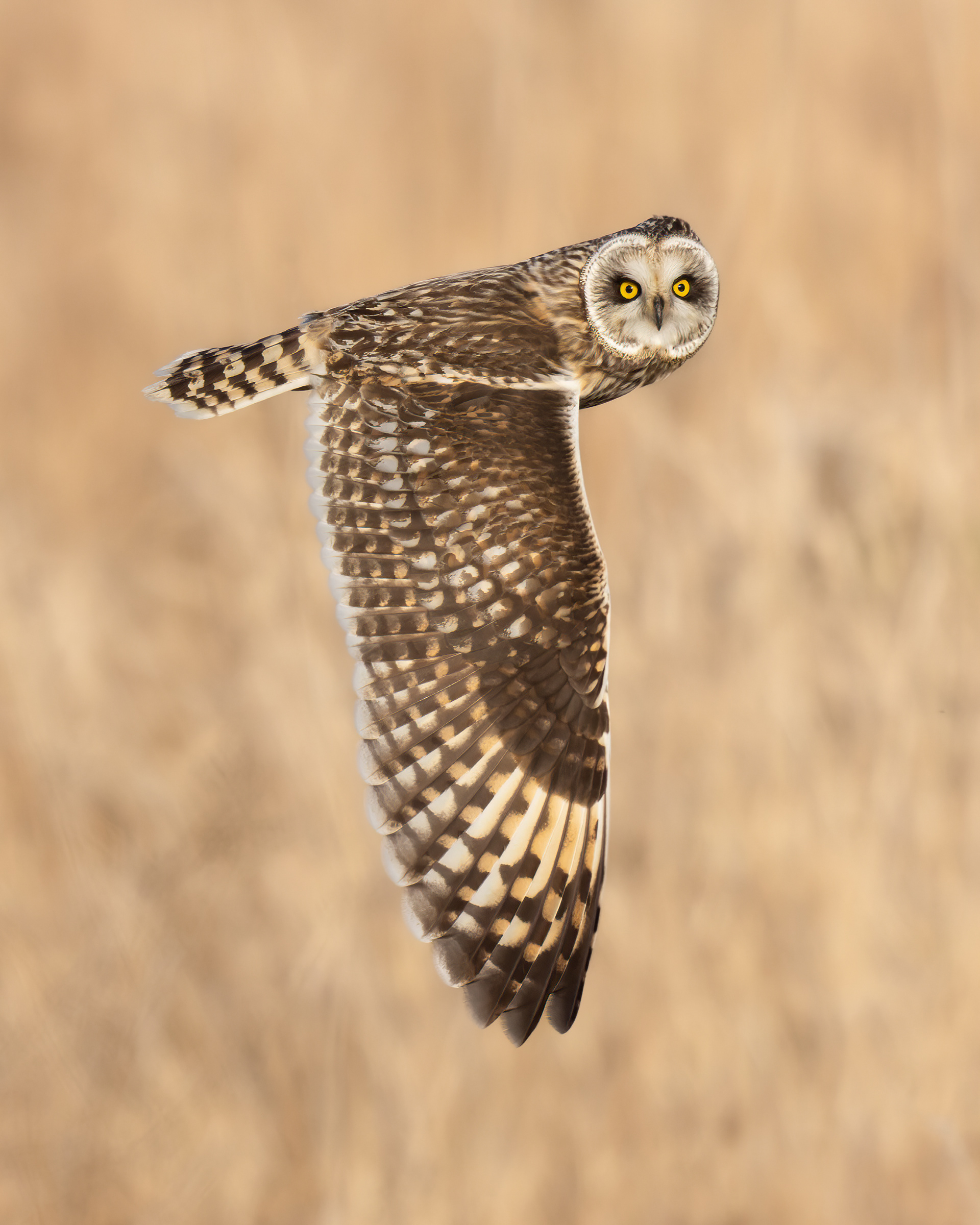 Short-Eared Owl