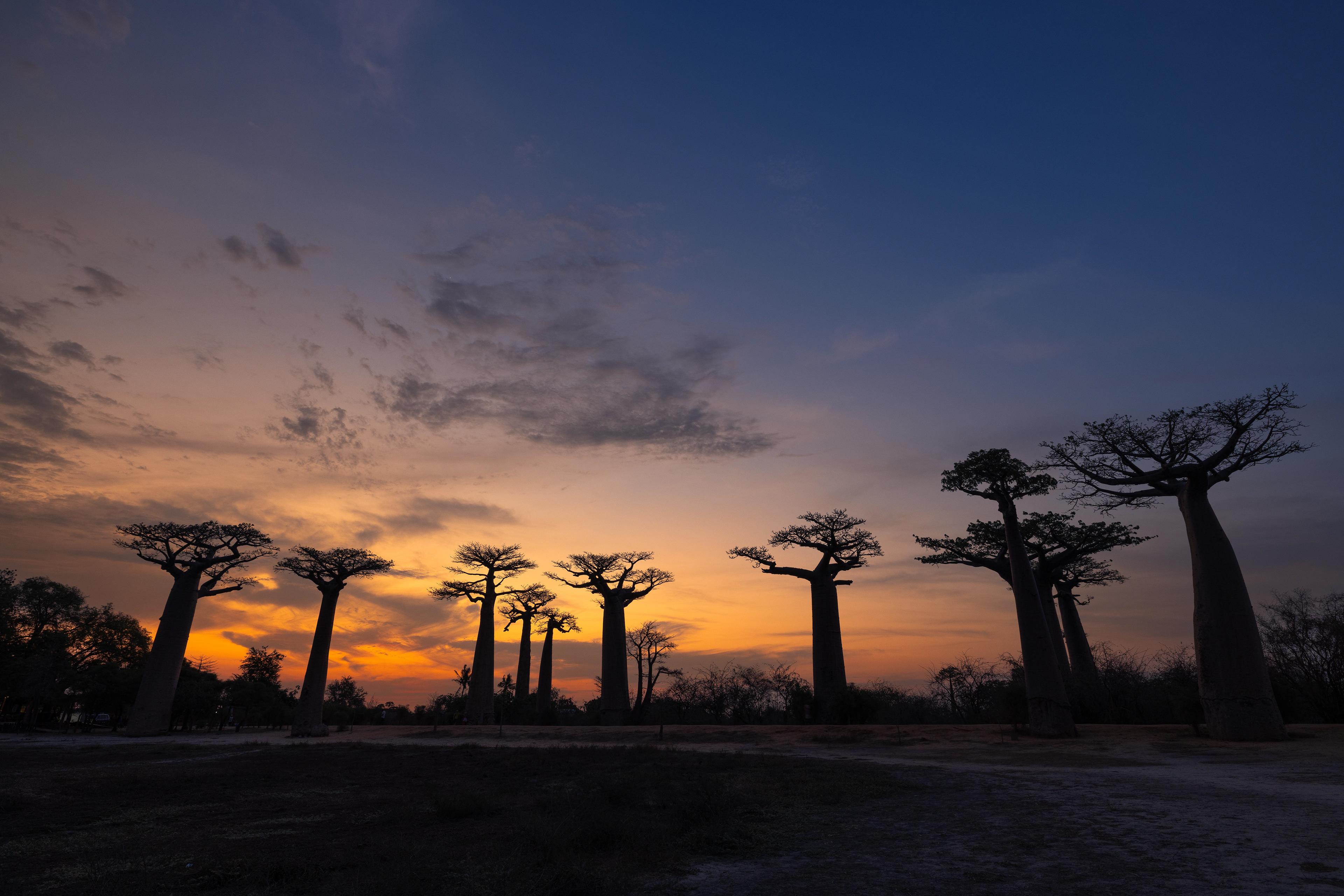 Baobab Trees - Madagascar