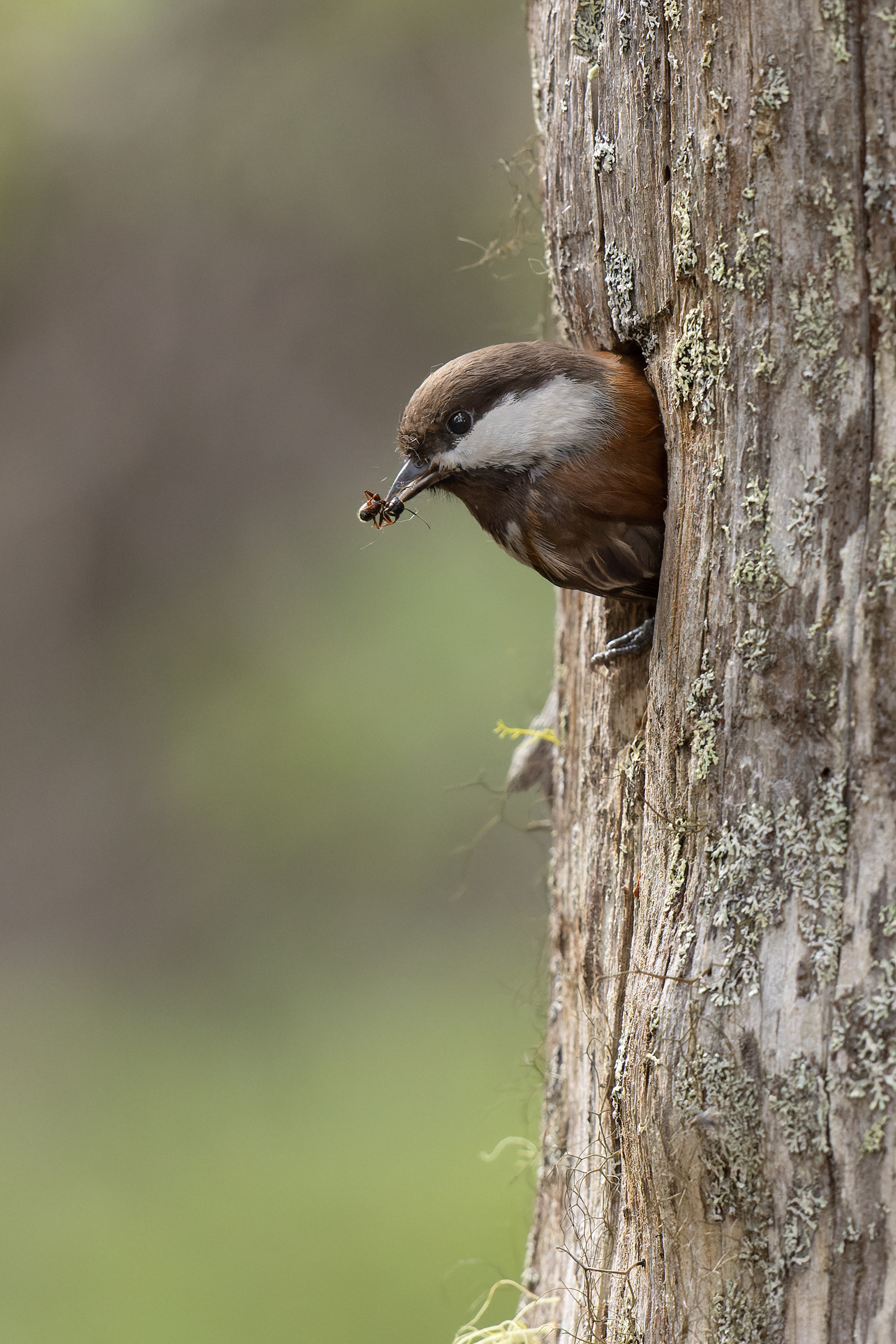 Chestnut-Backed Chickadee