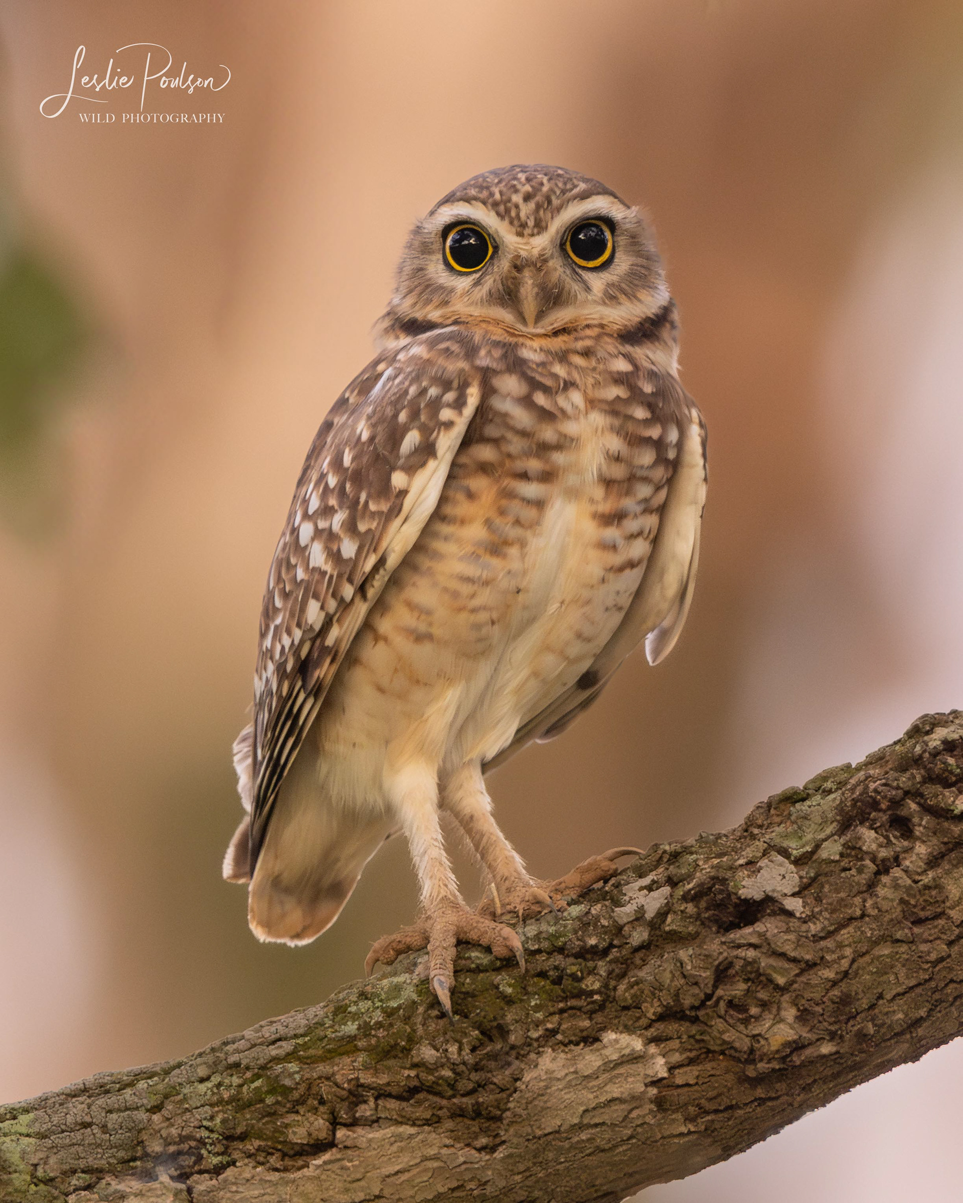 Burrowing Owl - Bolivia