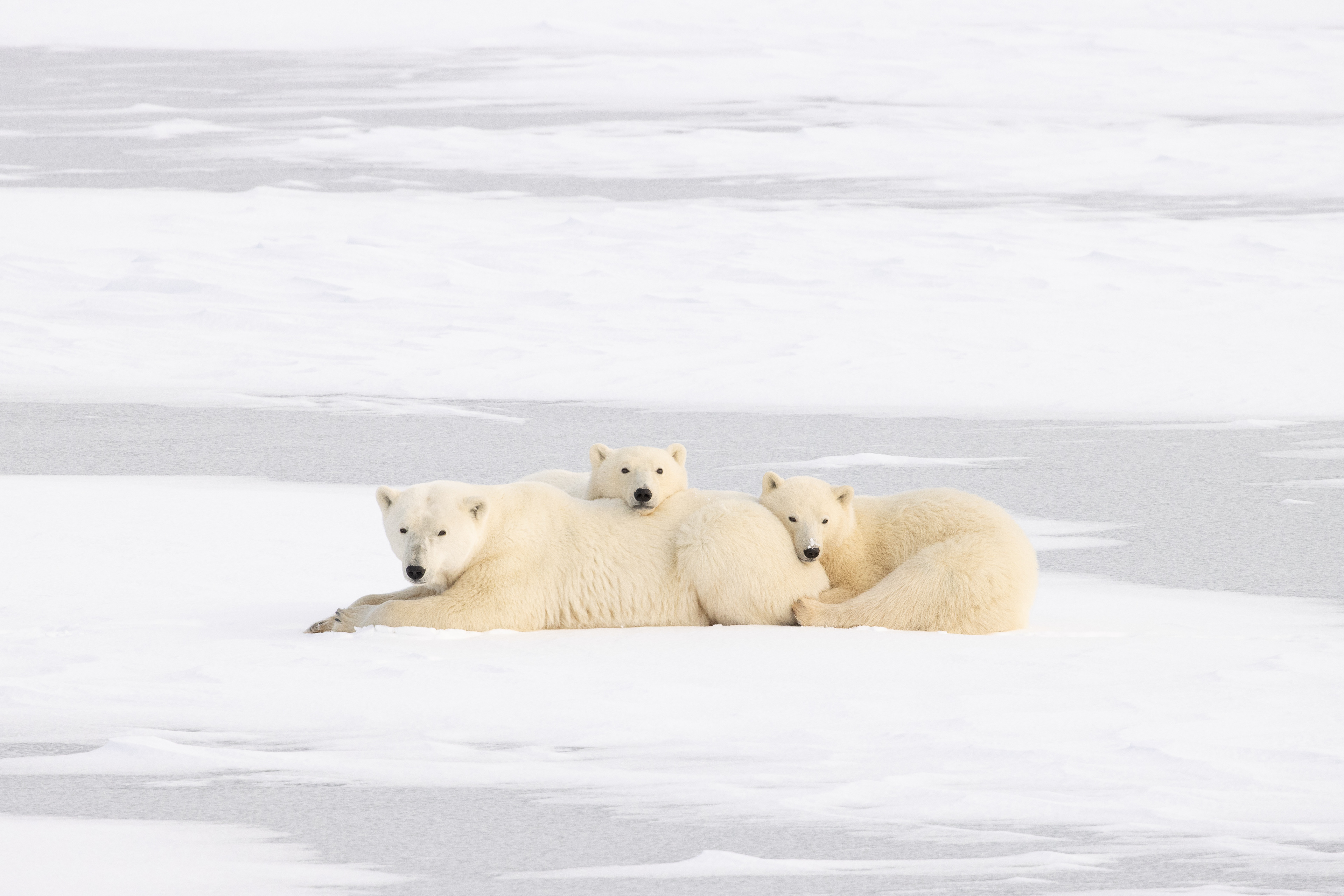 Polar Bear Cuddle Puddle - Canada