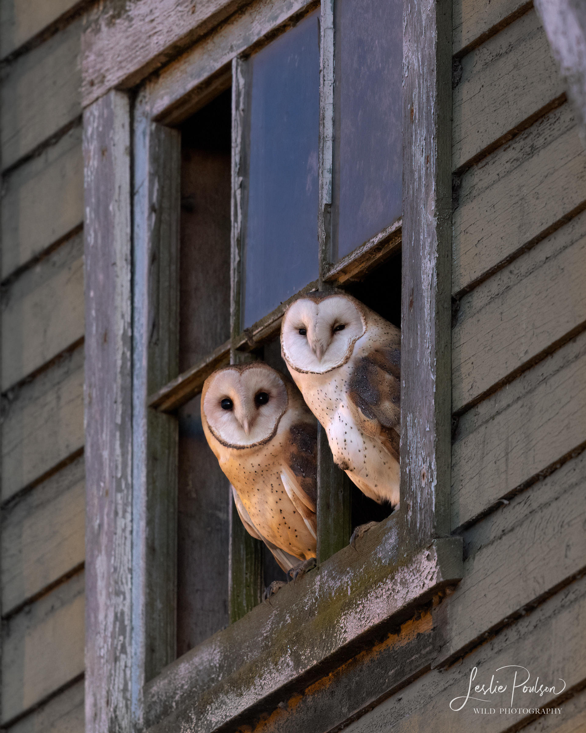 Barn Owls - Canada