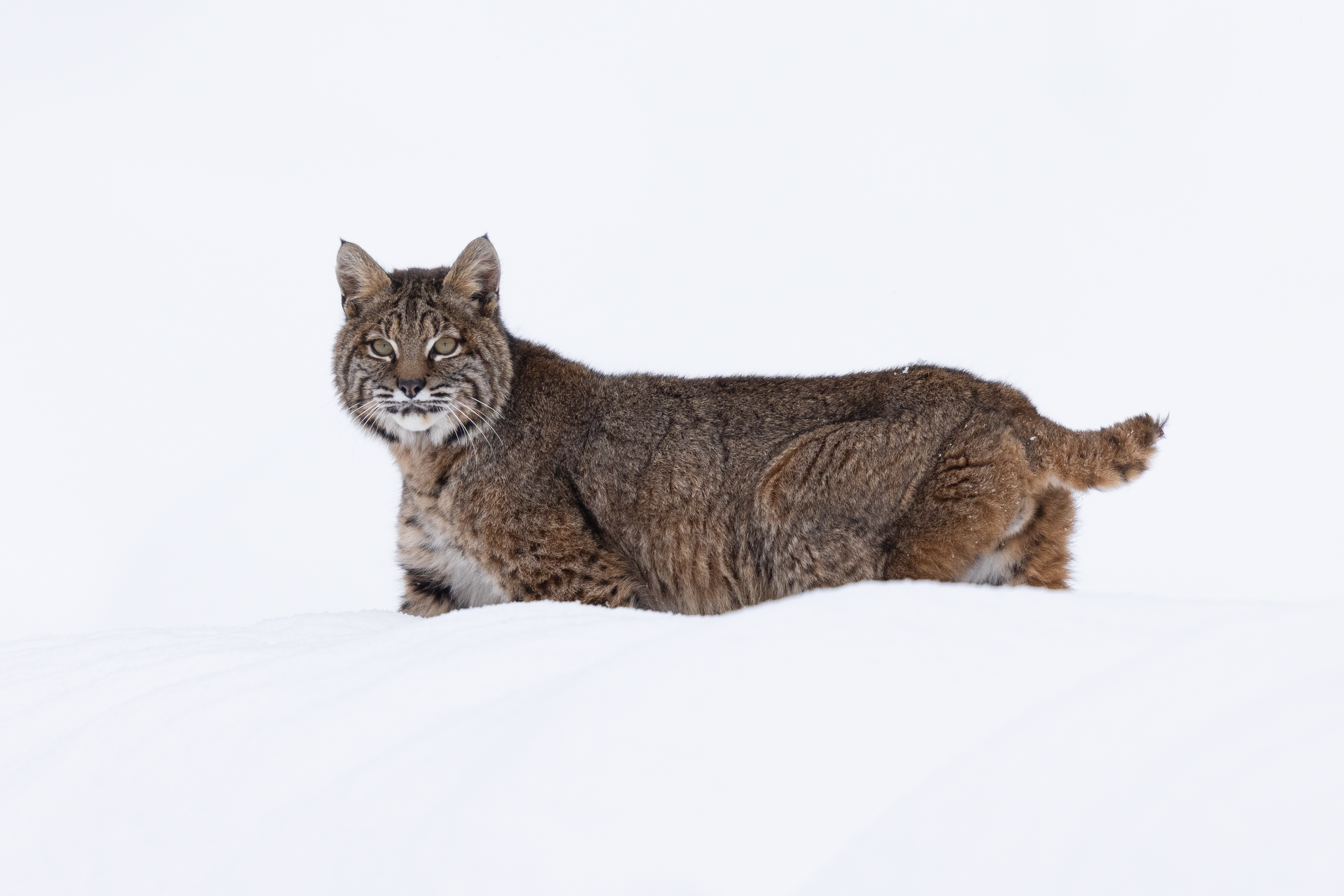 Bobcat Portrait