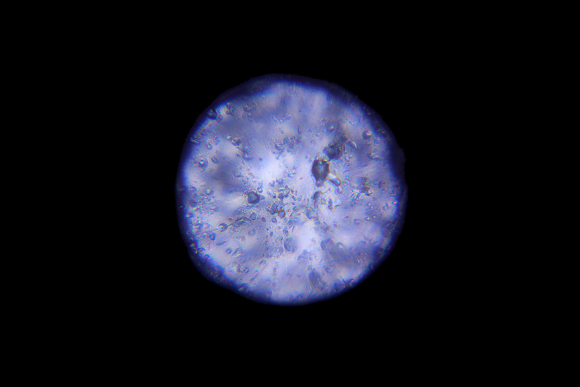 Venus