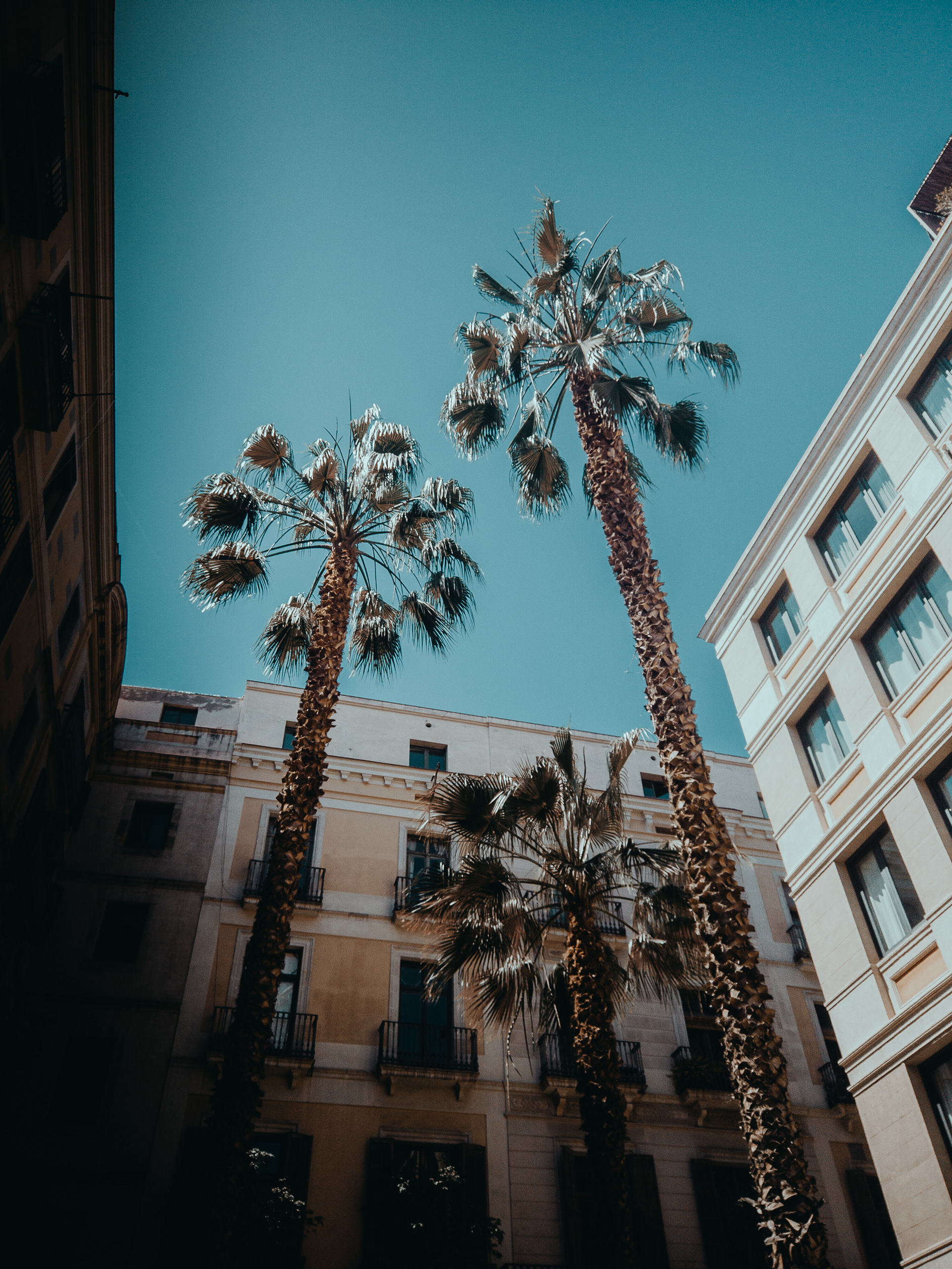 BARCELONA PALMS