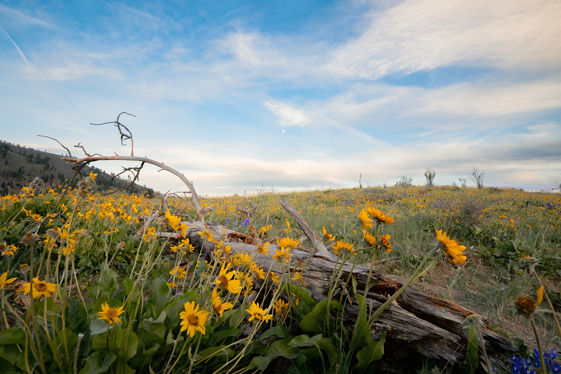 okanogan-wenatchee natl forest, wa | sony a7siii