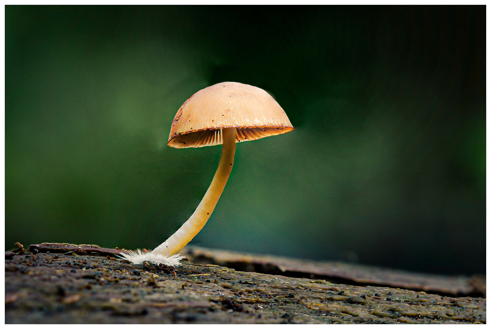 Autumn Delicacy?