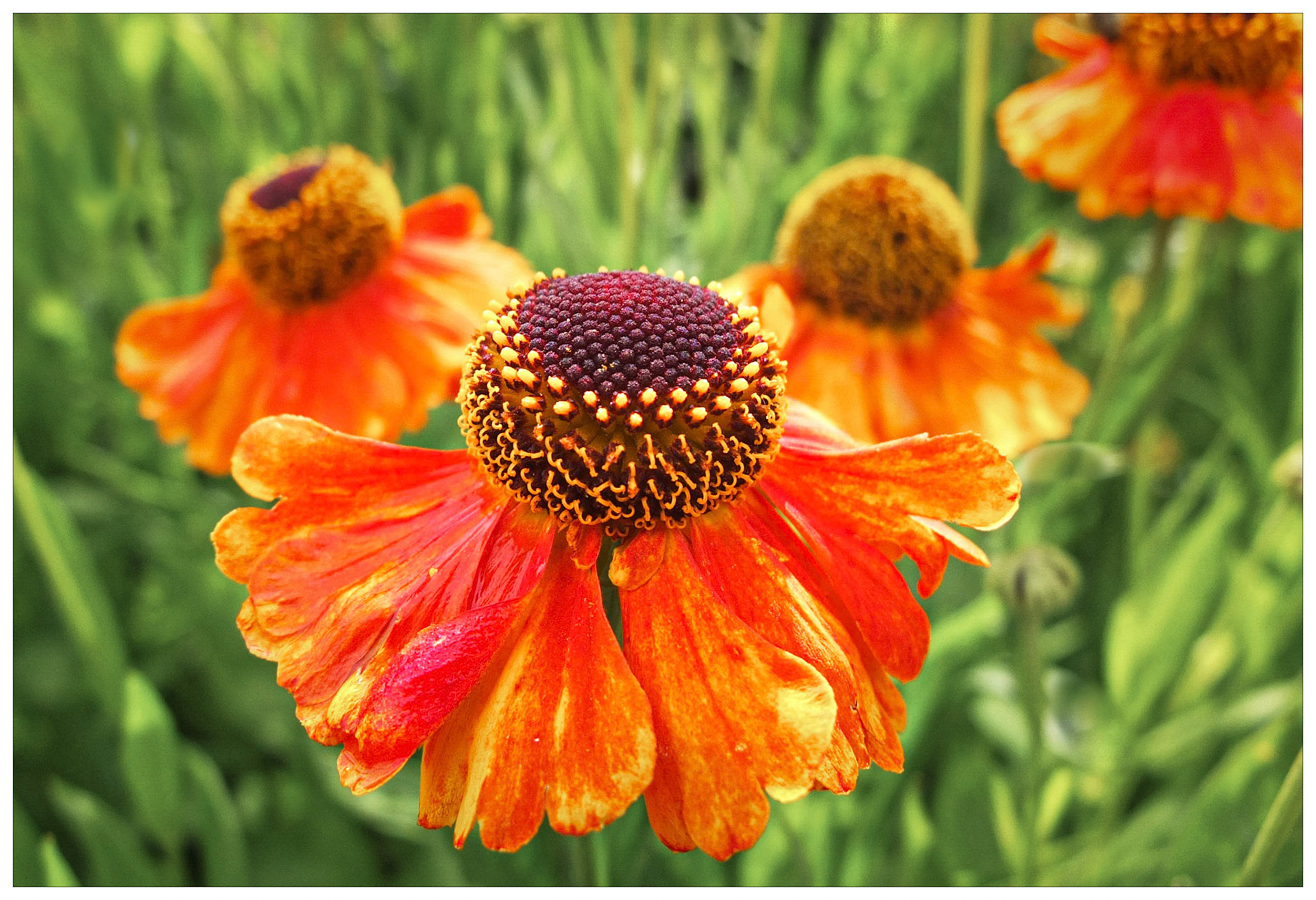 Display of Orange