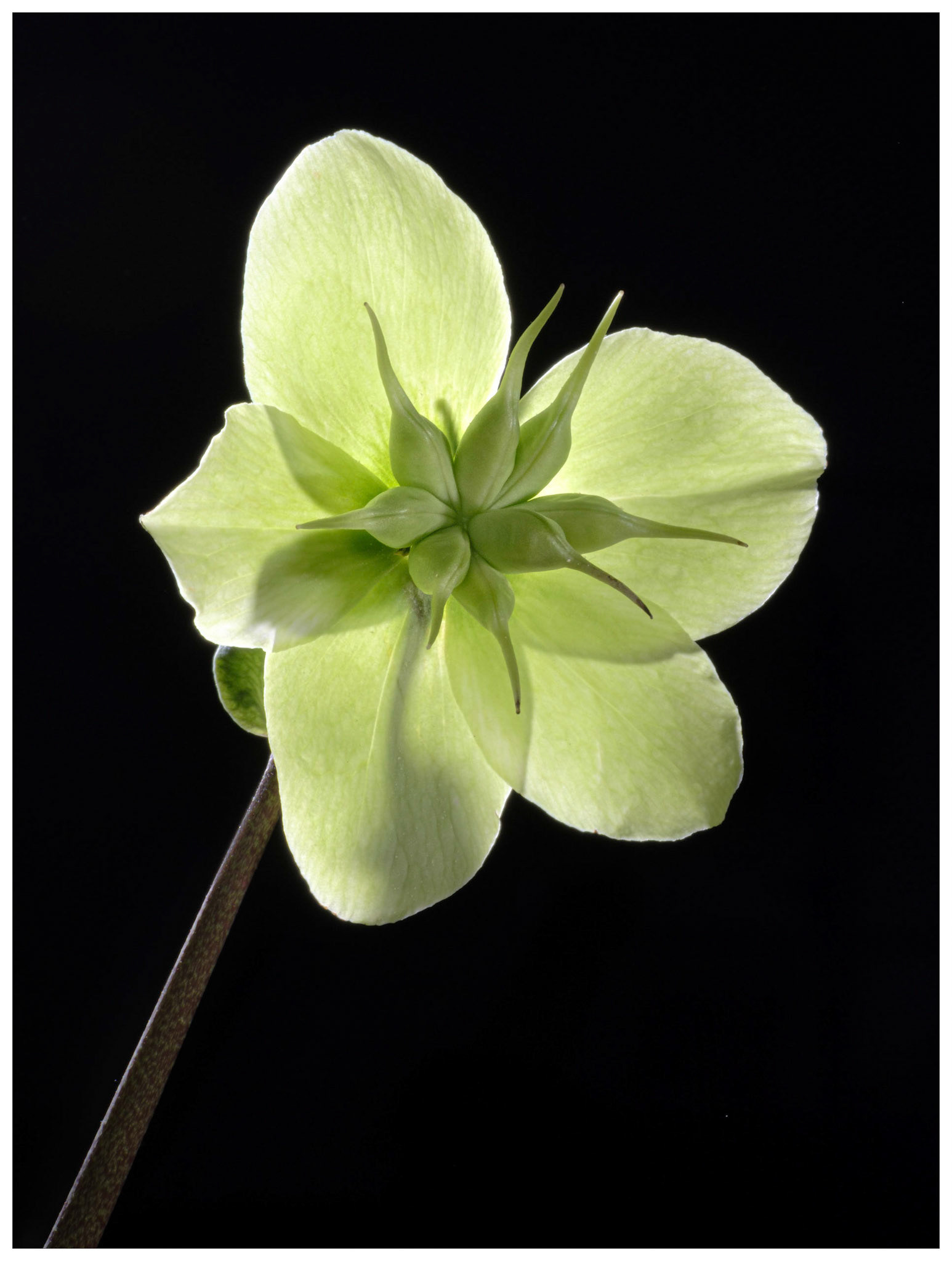 Winter Hellebore Seed Pods