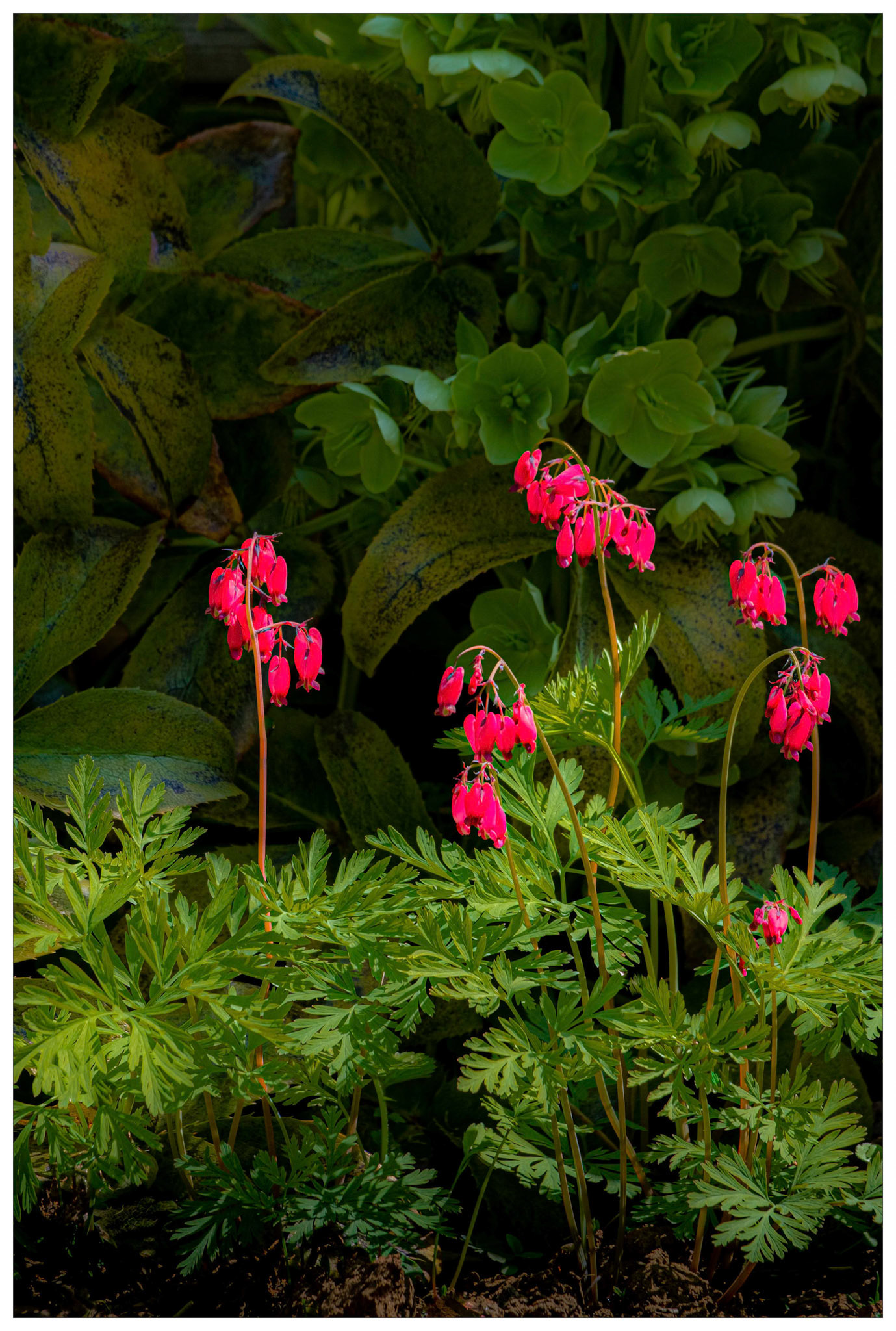 Bleeding Heart