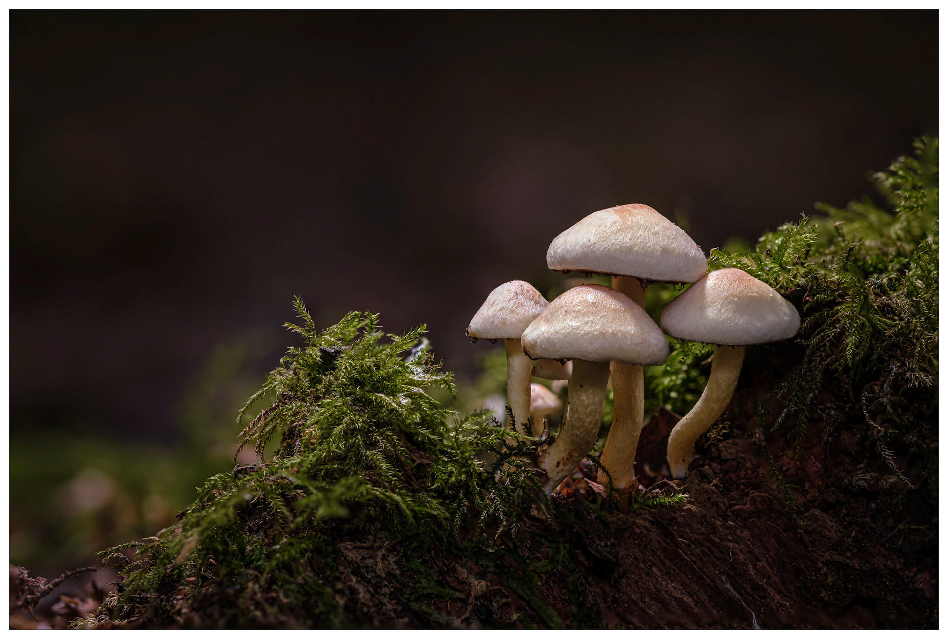 Mushrooms with Moss