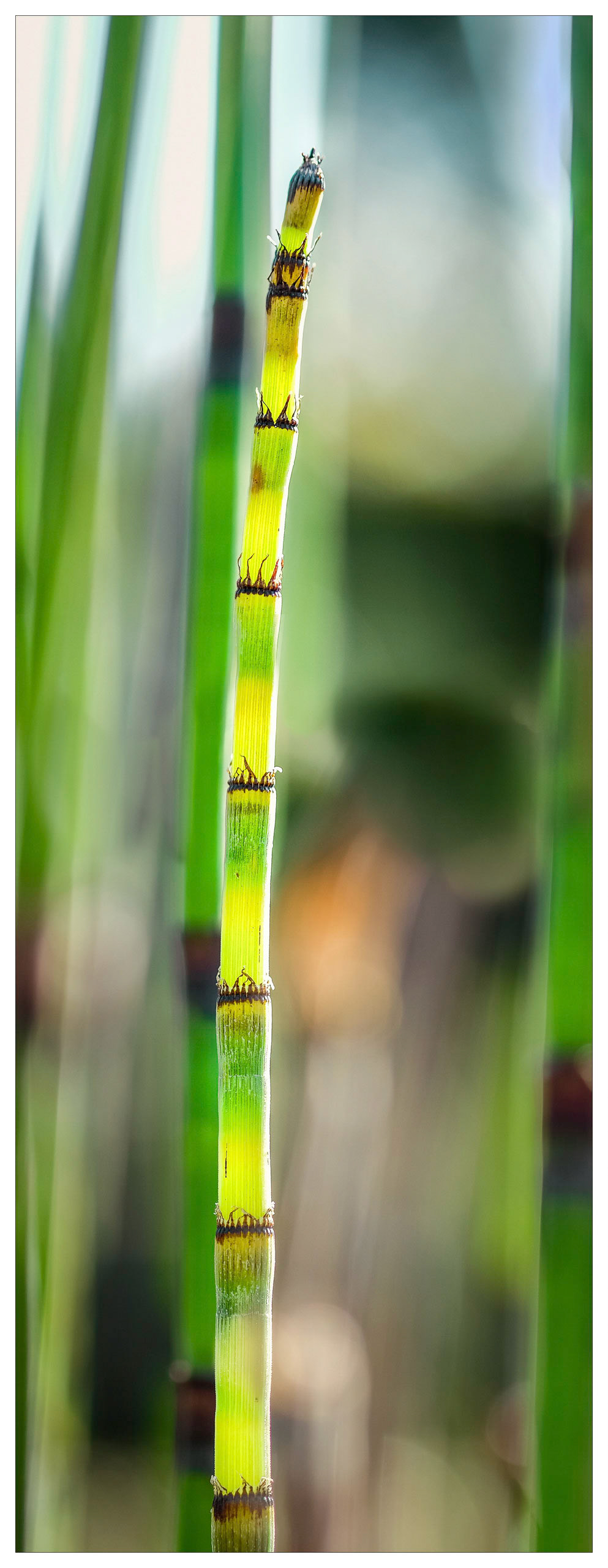 Rough Horsetail