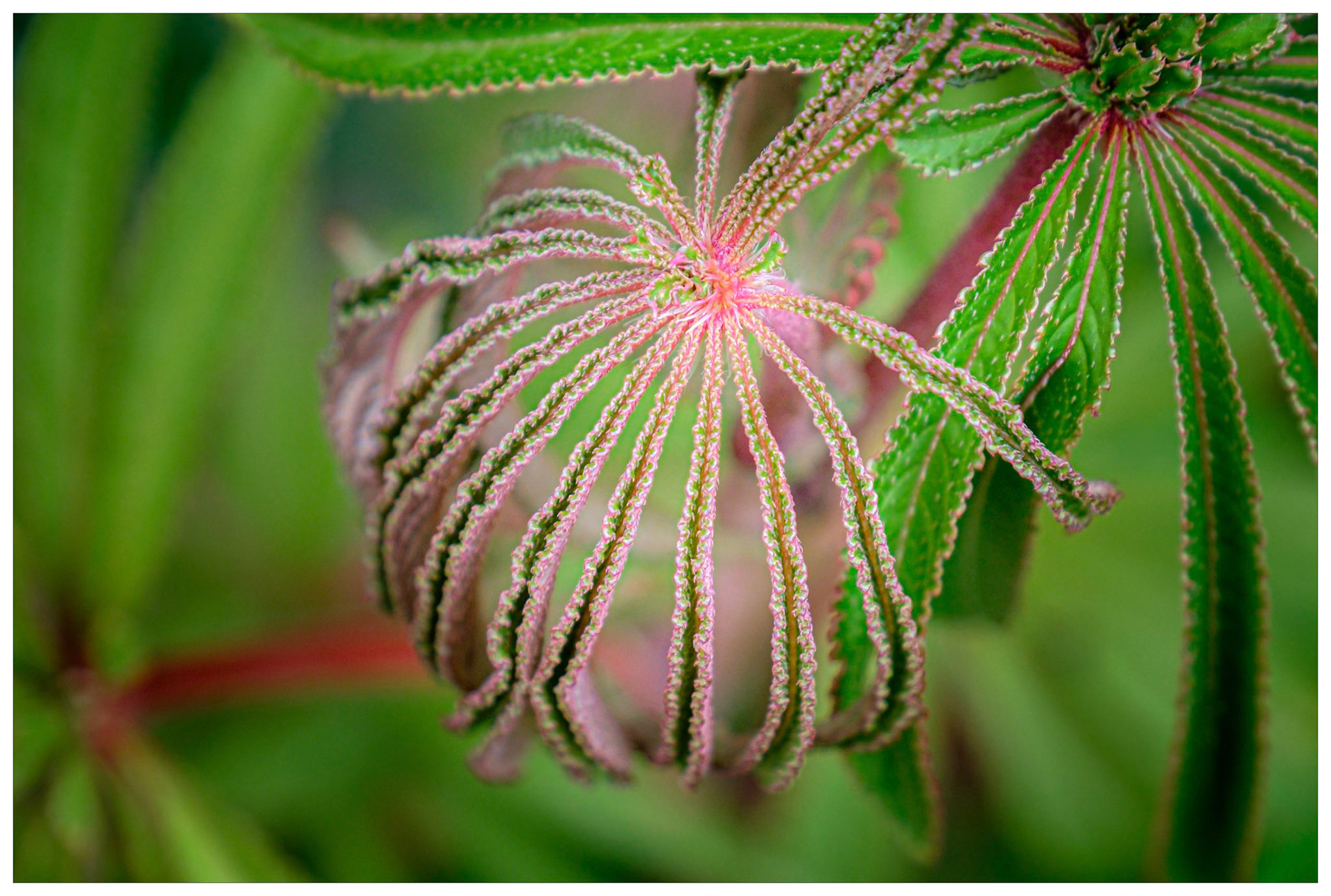 Palm Leaf Begonia