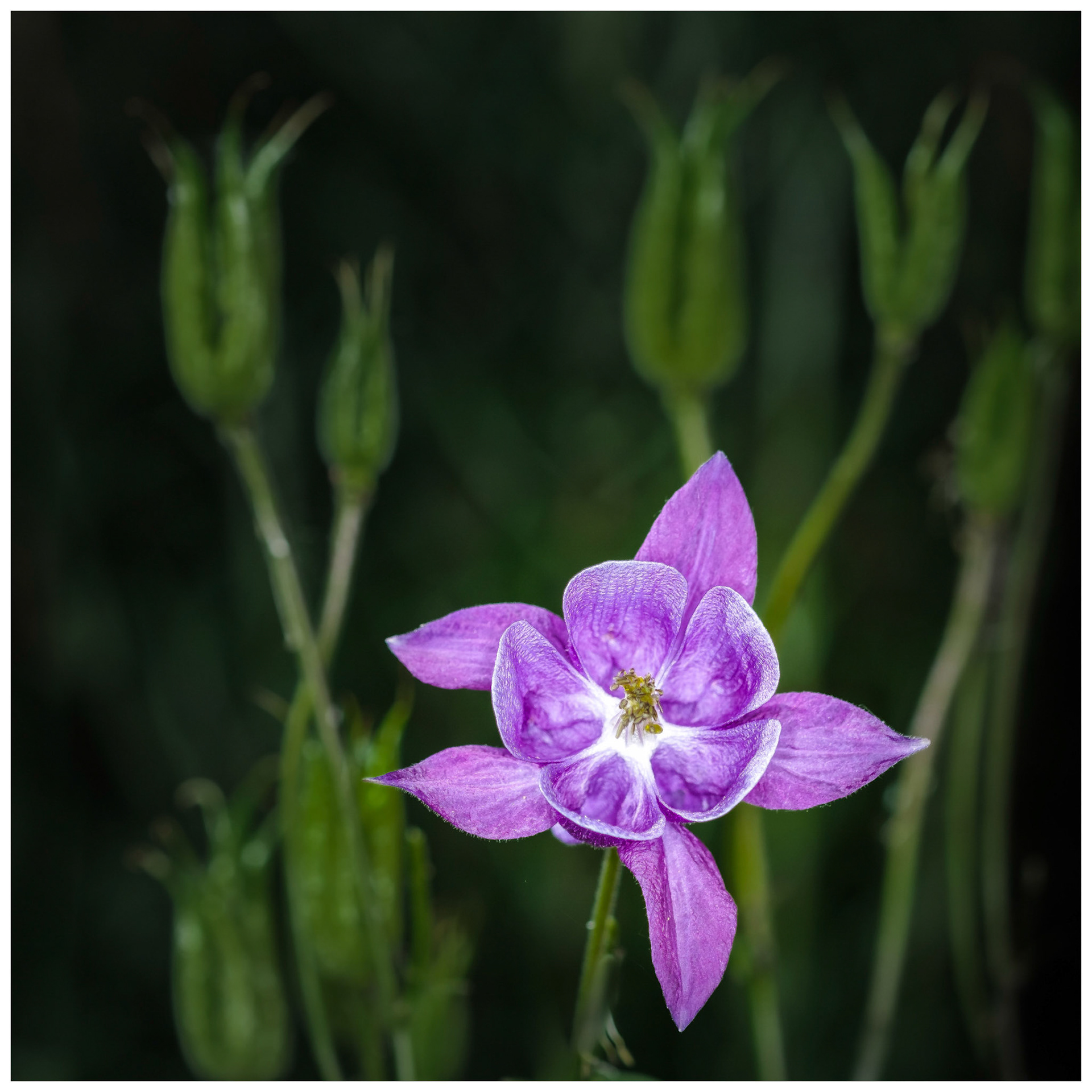Aquilegia with Seed Pods