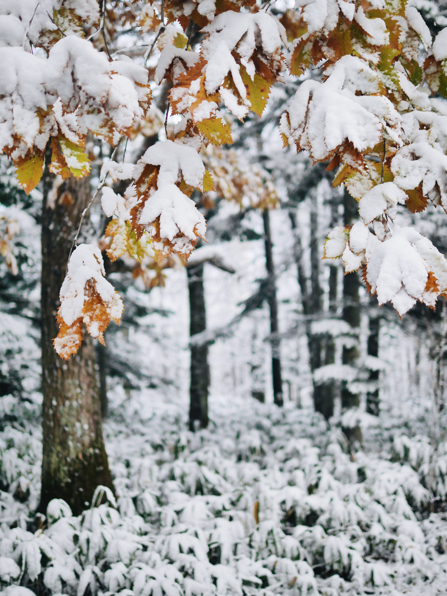 Processed with VSCO with a6 preset