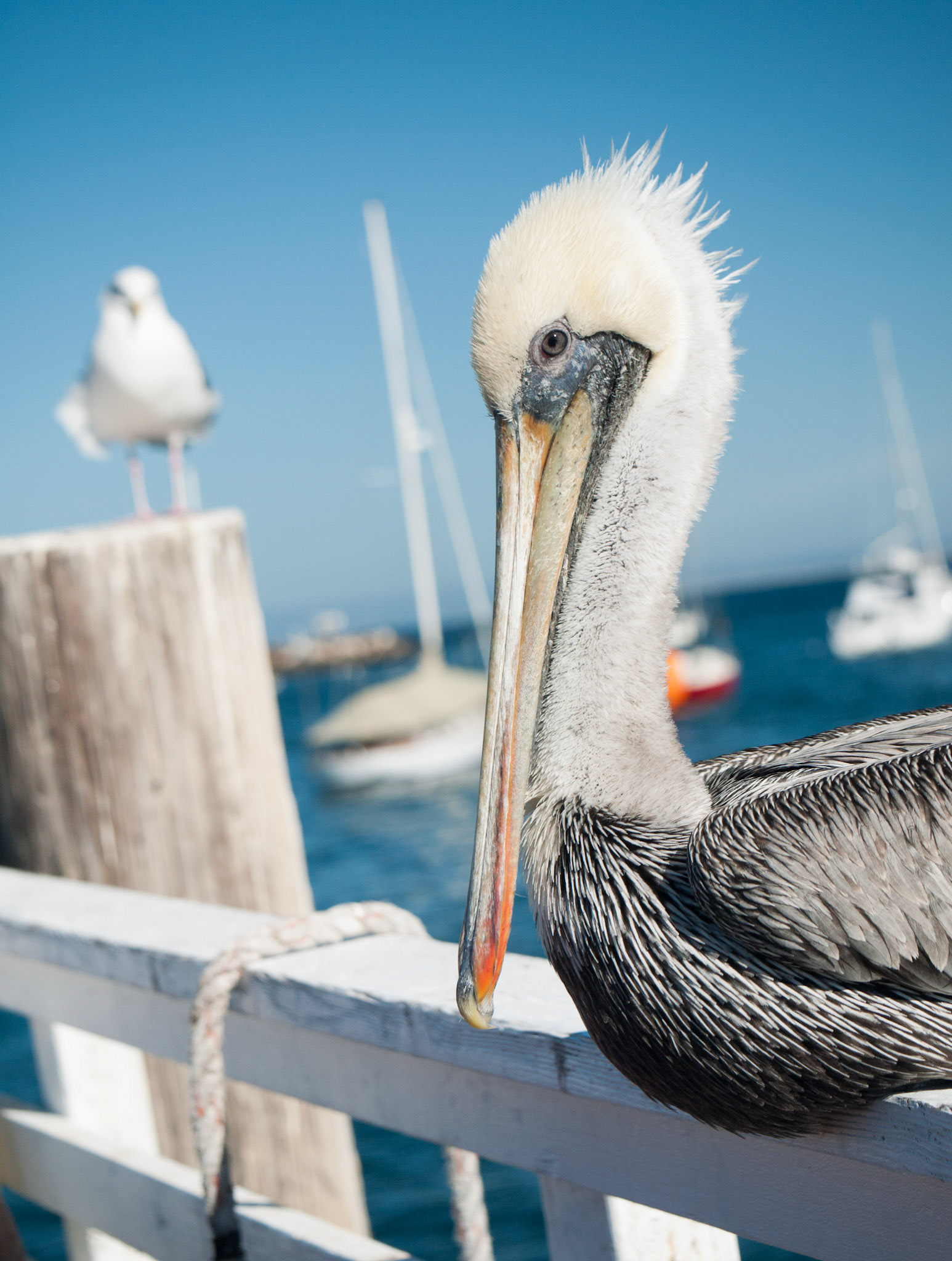 Staring Contest
