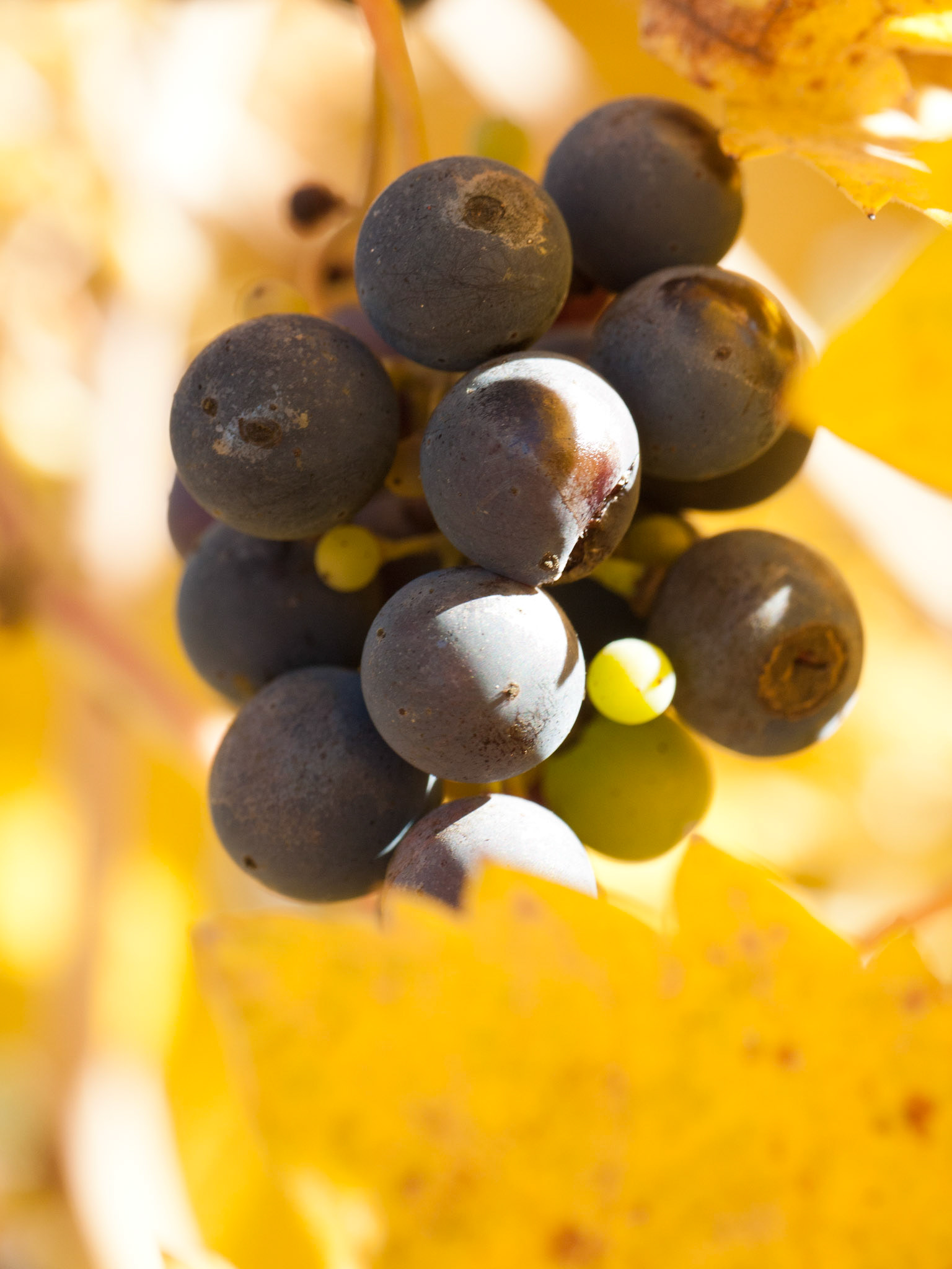 Last of the Grapes