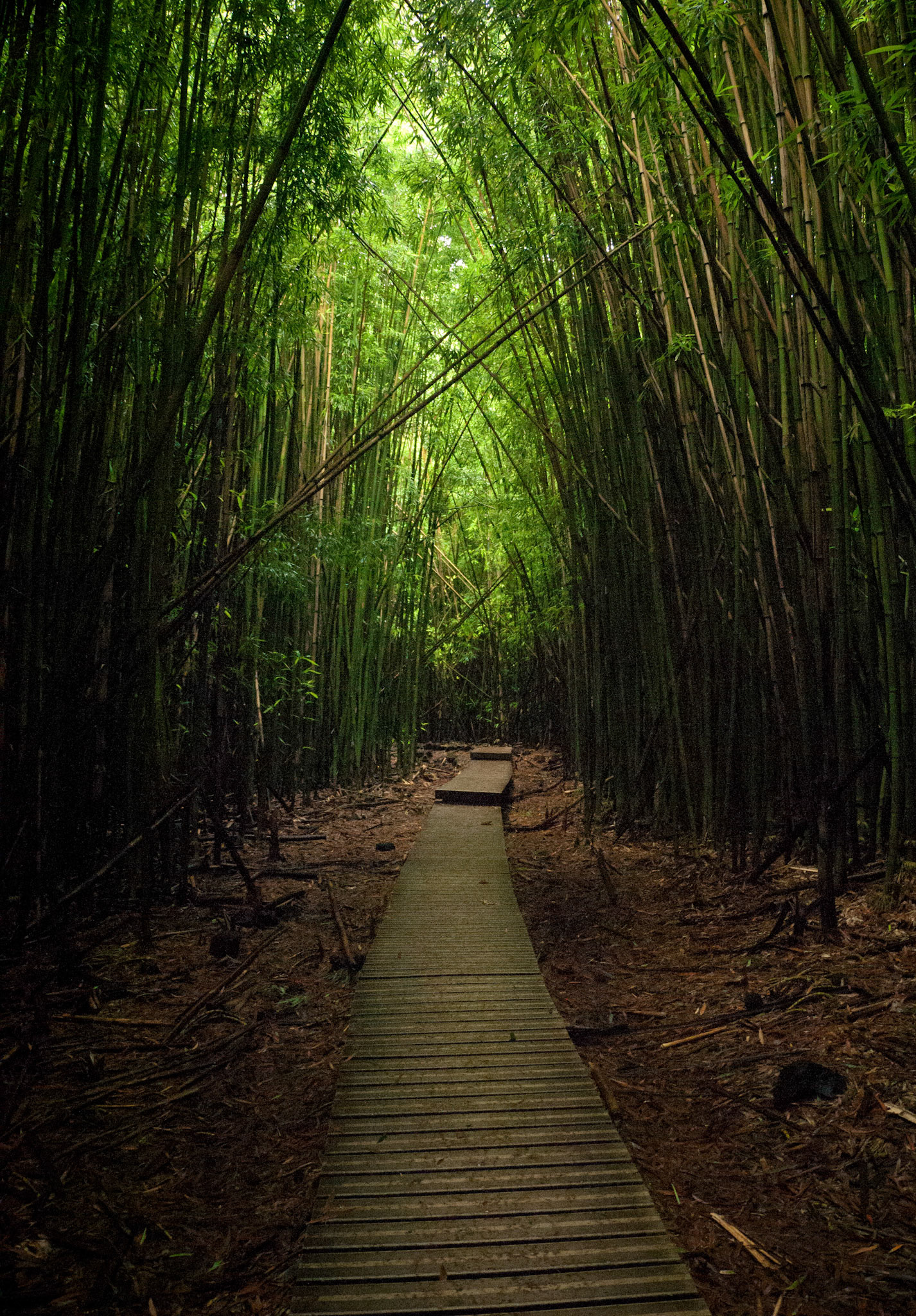 Bamboo Forest