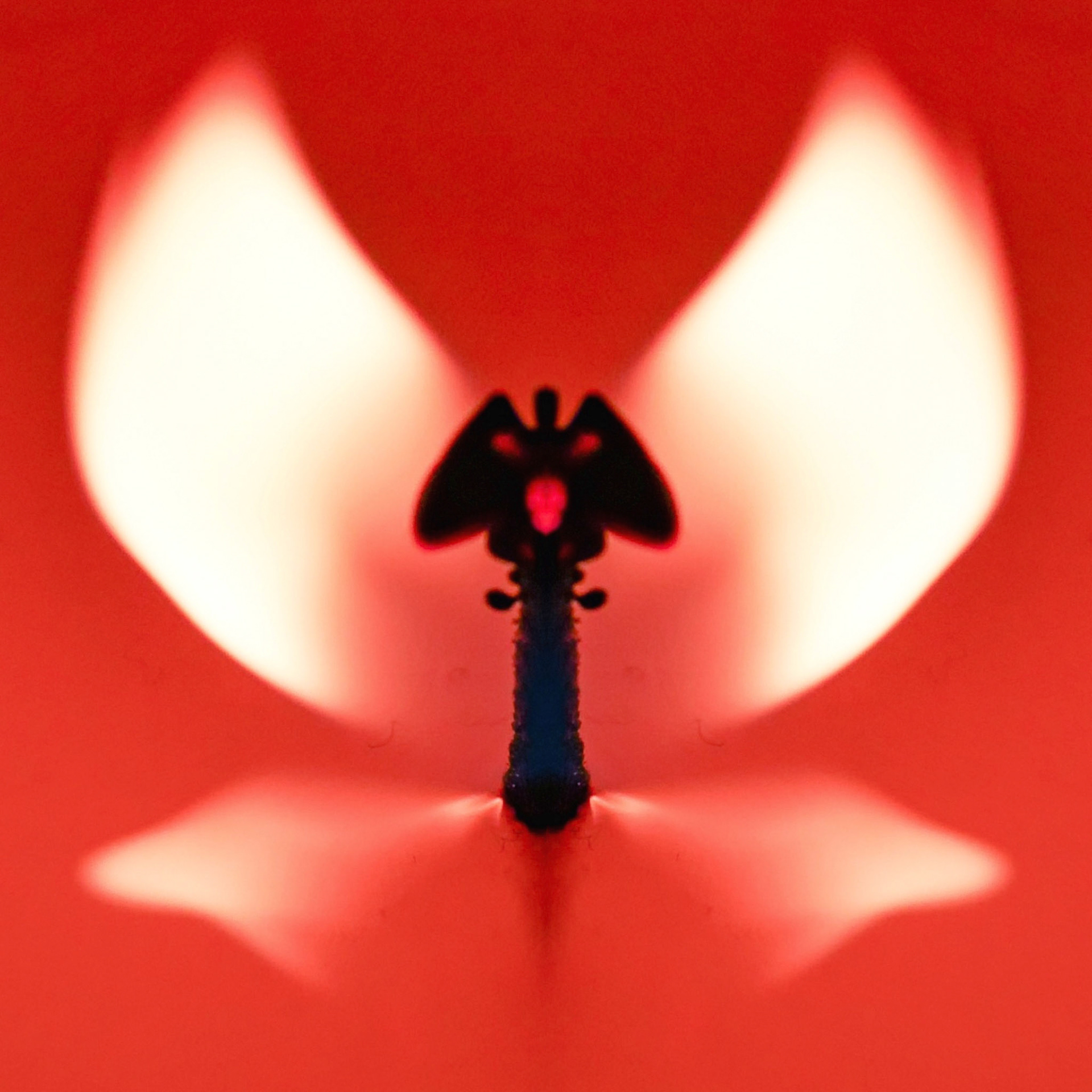 Processed with MOLDIV