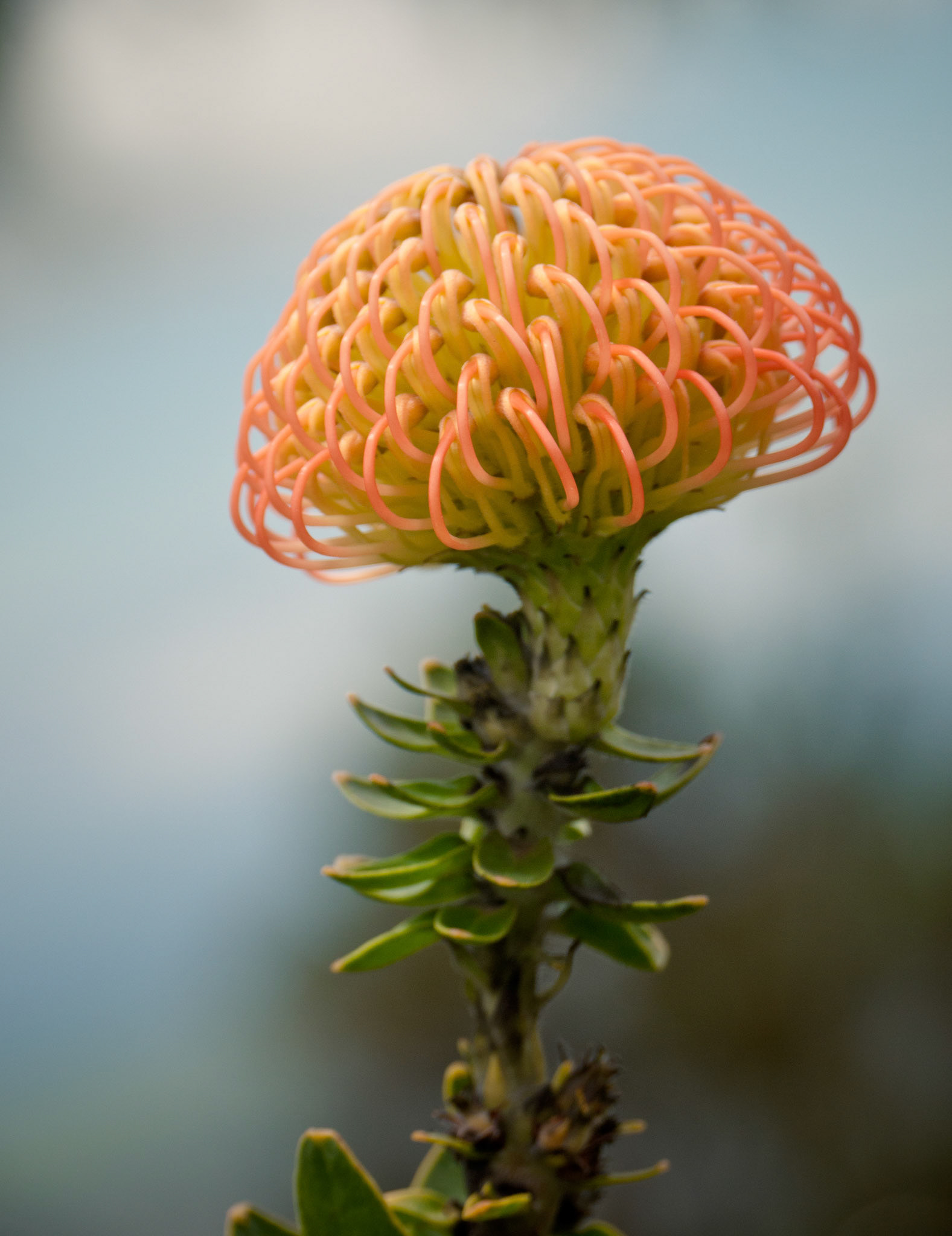 Pincushion