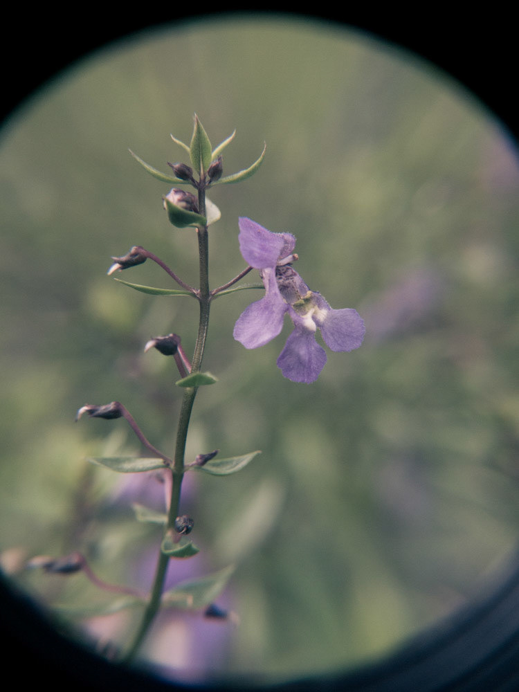 Through the Spyglass