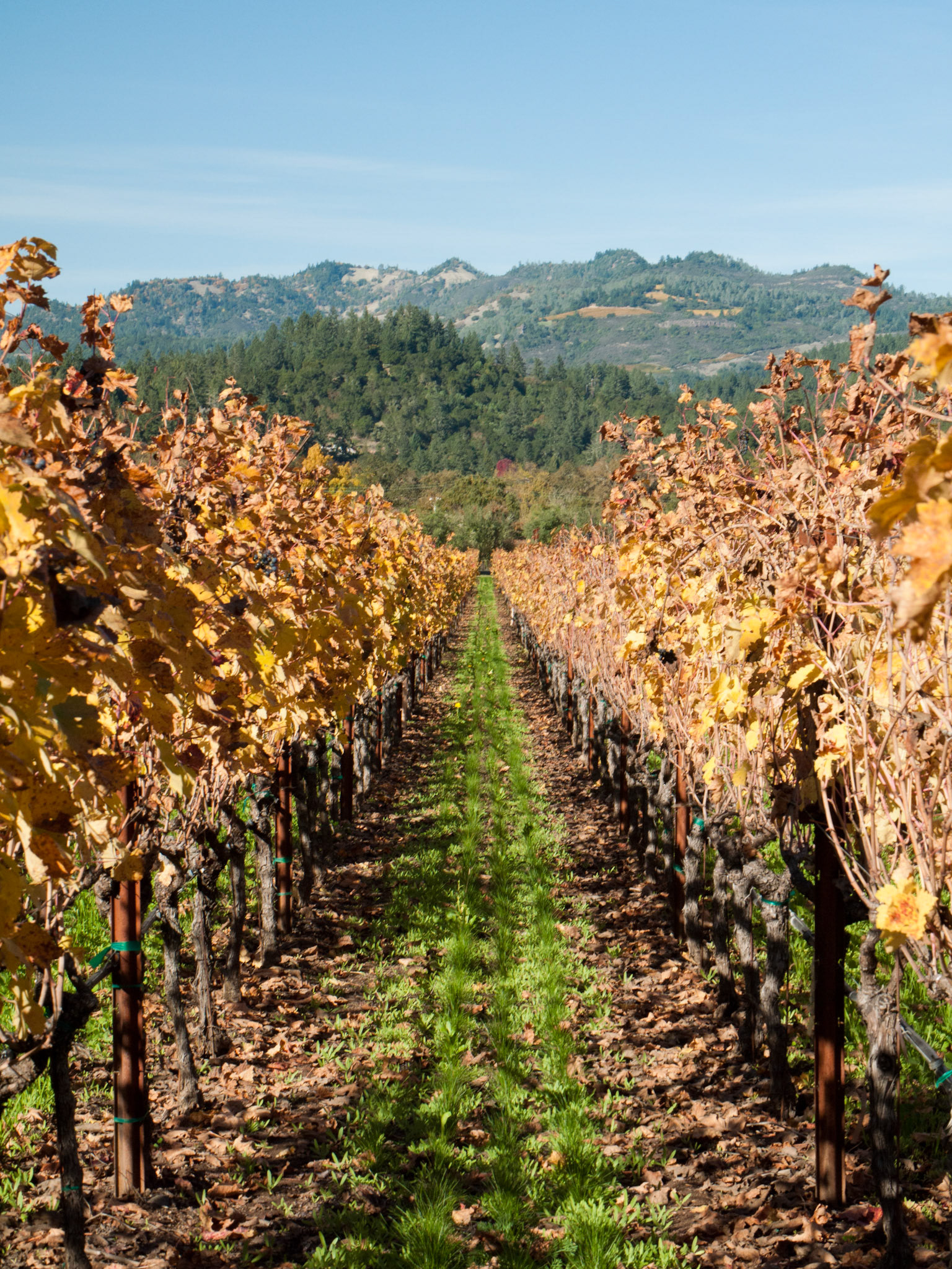 The Vineyard