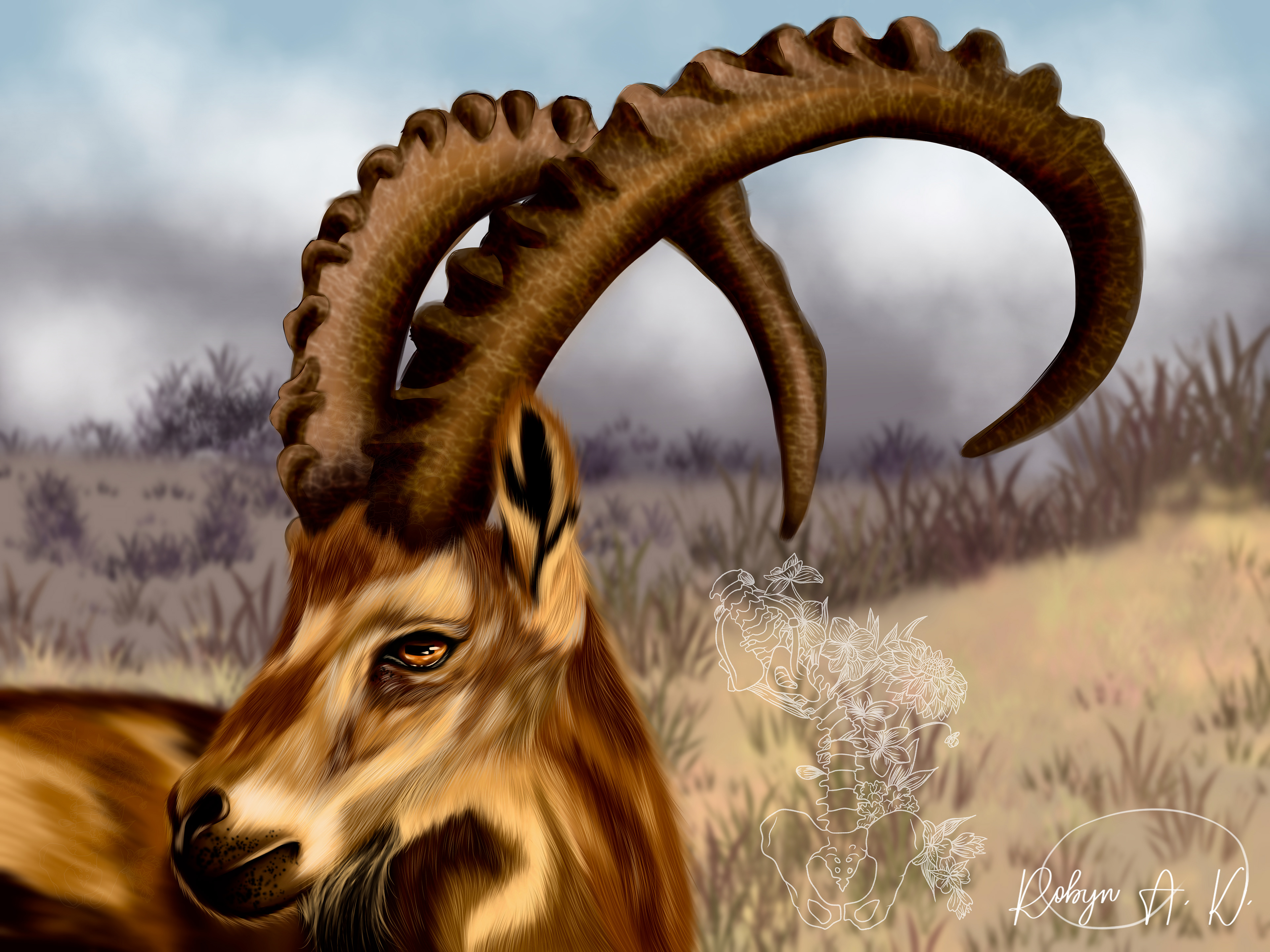 N ~ Nubian Ibex