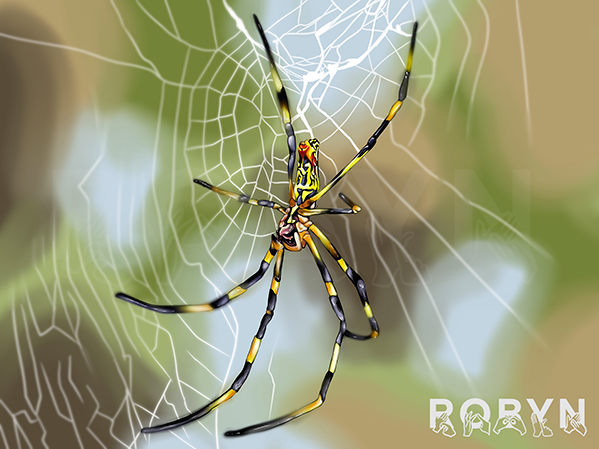 T ~ Trichonephila Clavata