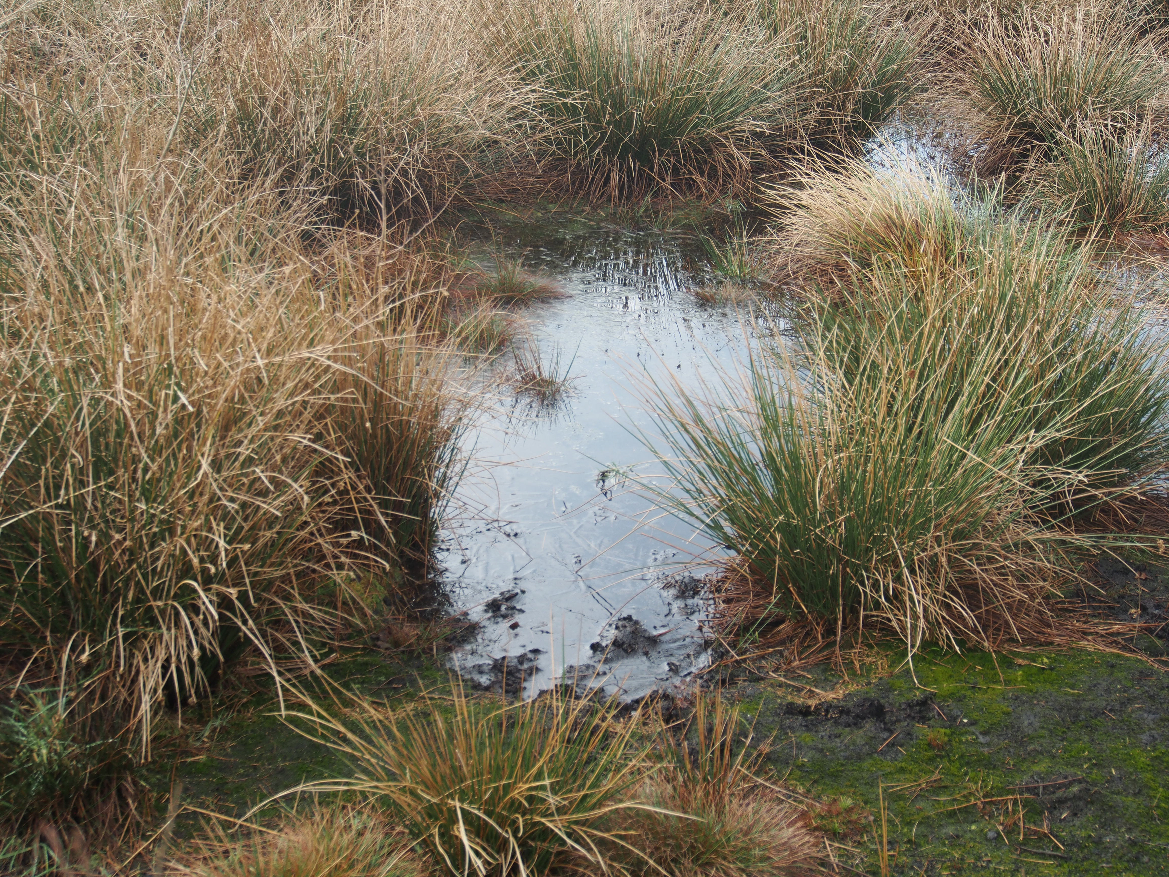 Sphagnum pool