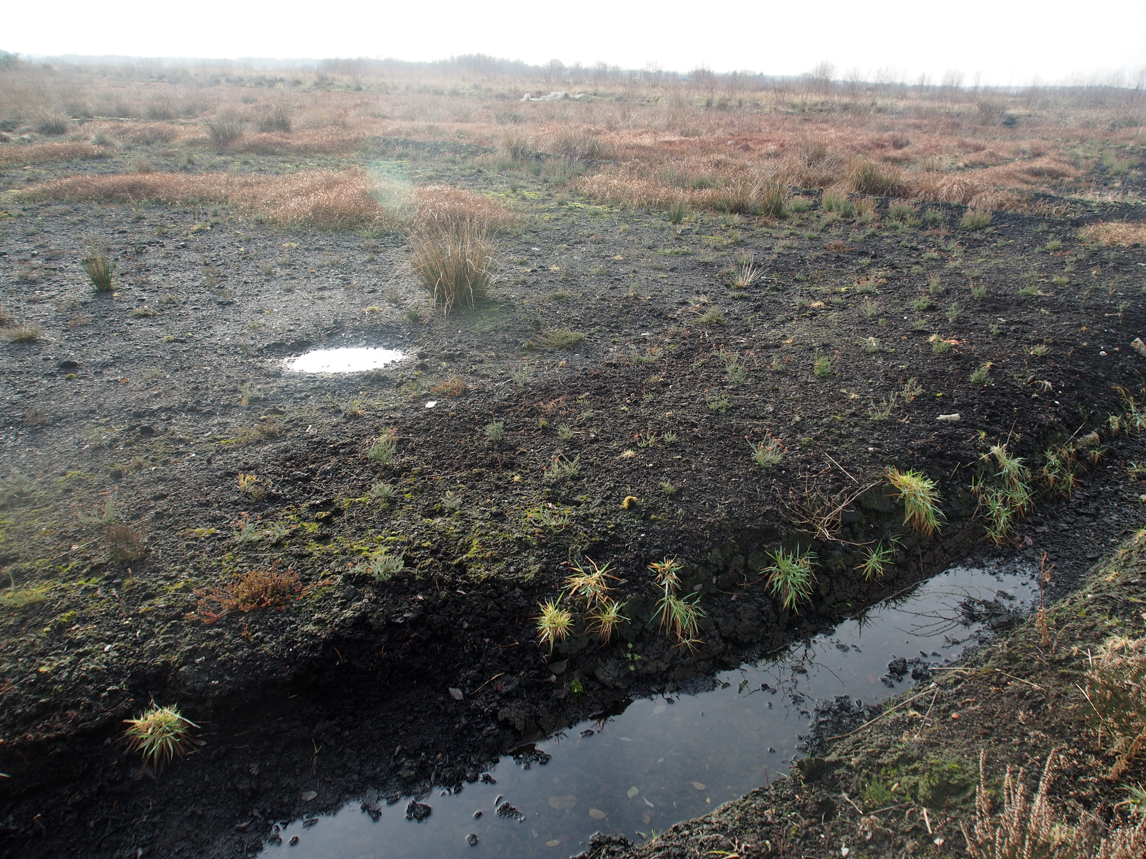 Area of replanting
