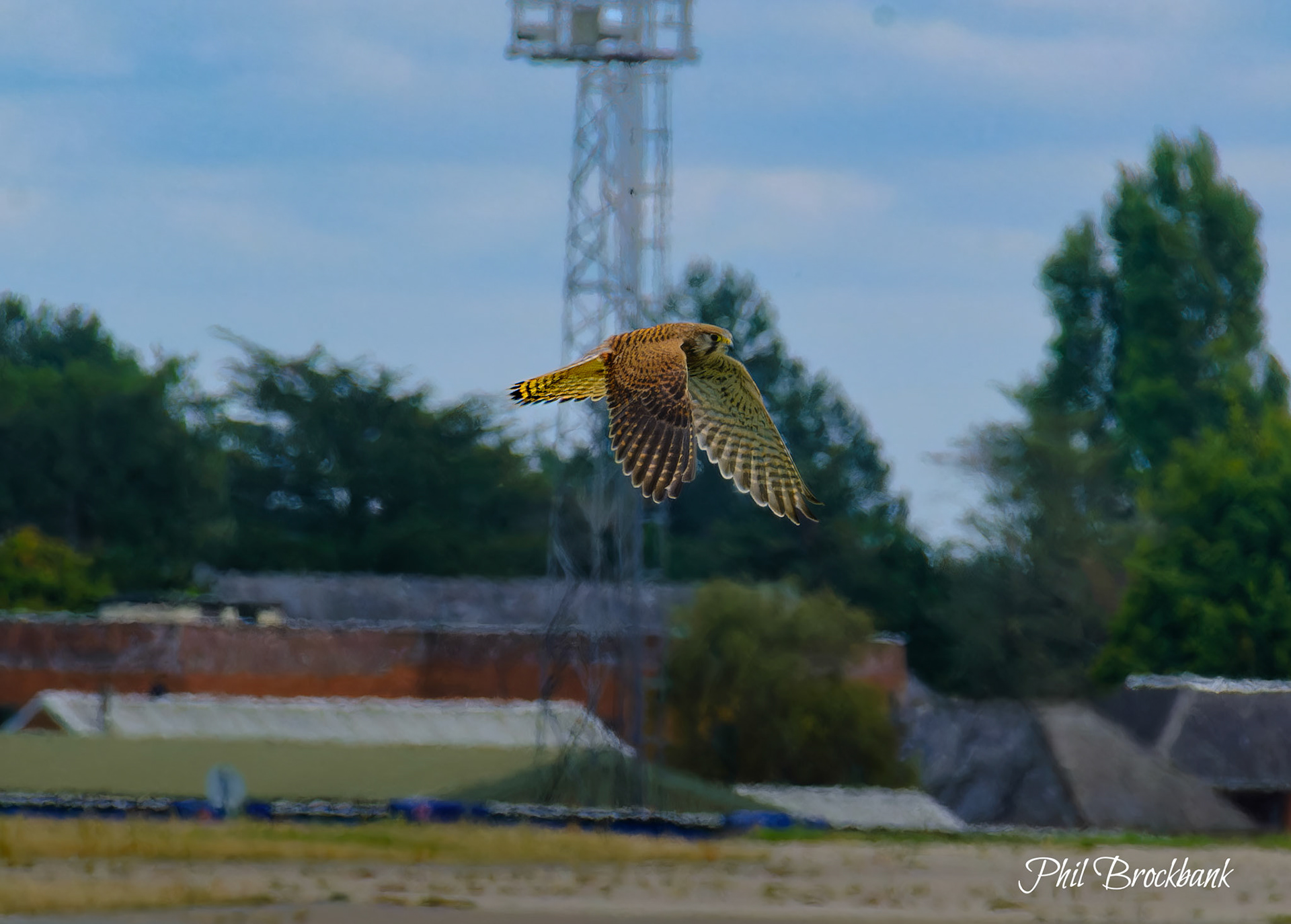 Kestrel at the home of the Harrier