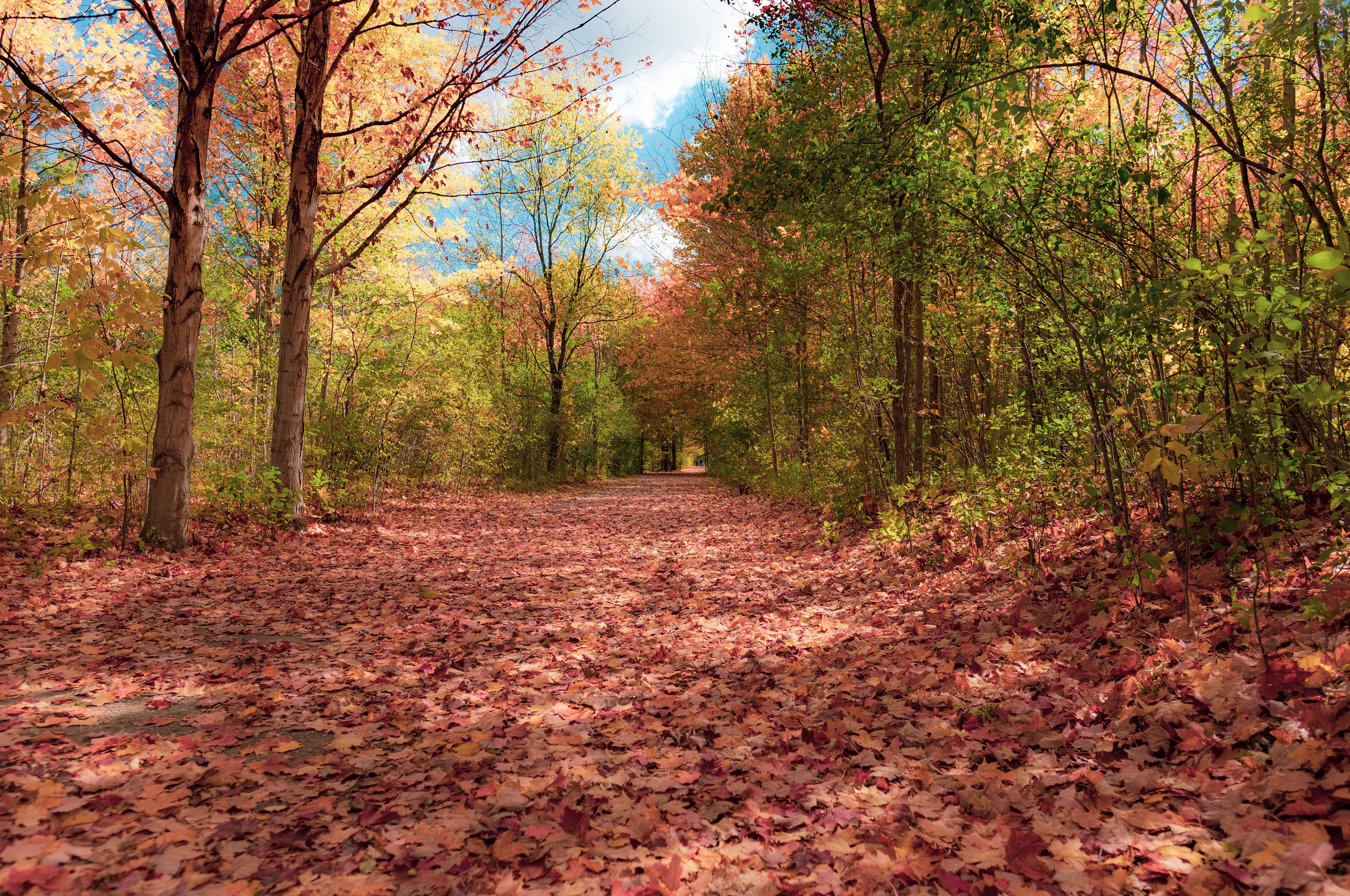 Autumn leaves on the Grand Trunk Trail, my weekly hike during the month of October at my home city, Cambridge Ontario. Ontario is one of the best spots for Autumn viewing in Canada along with the province of Nova Scotia.