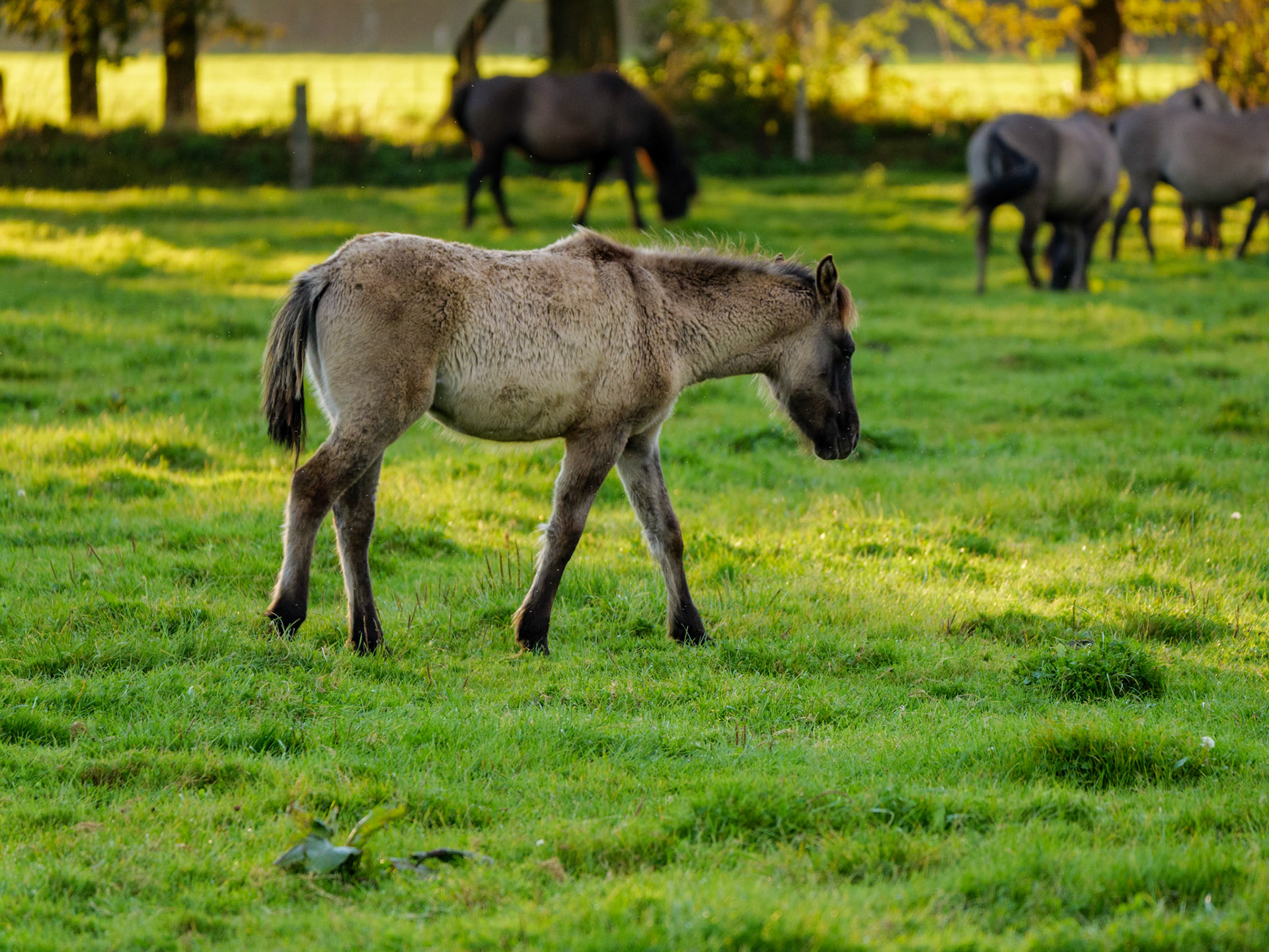 Wildpferdeführung in Dülmen