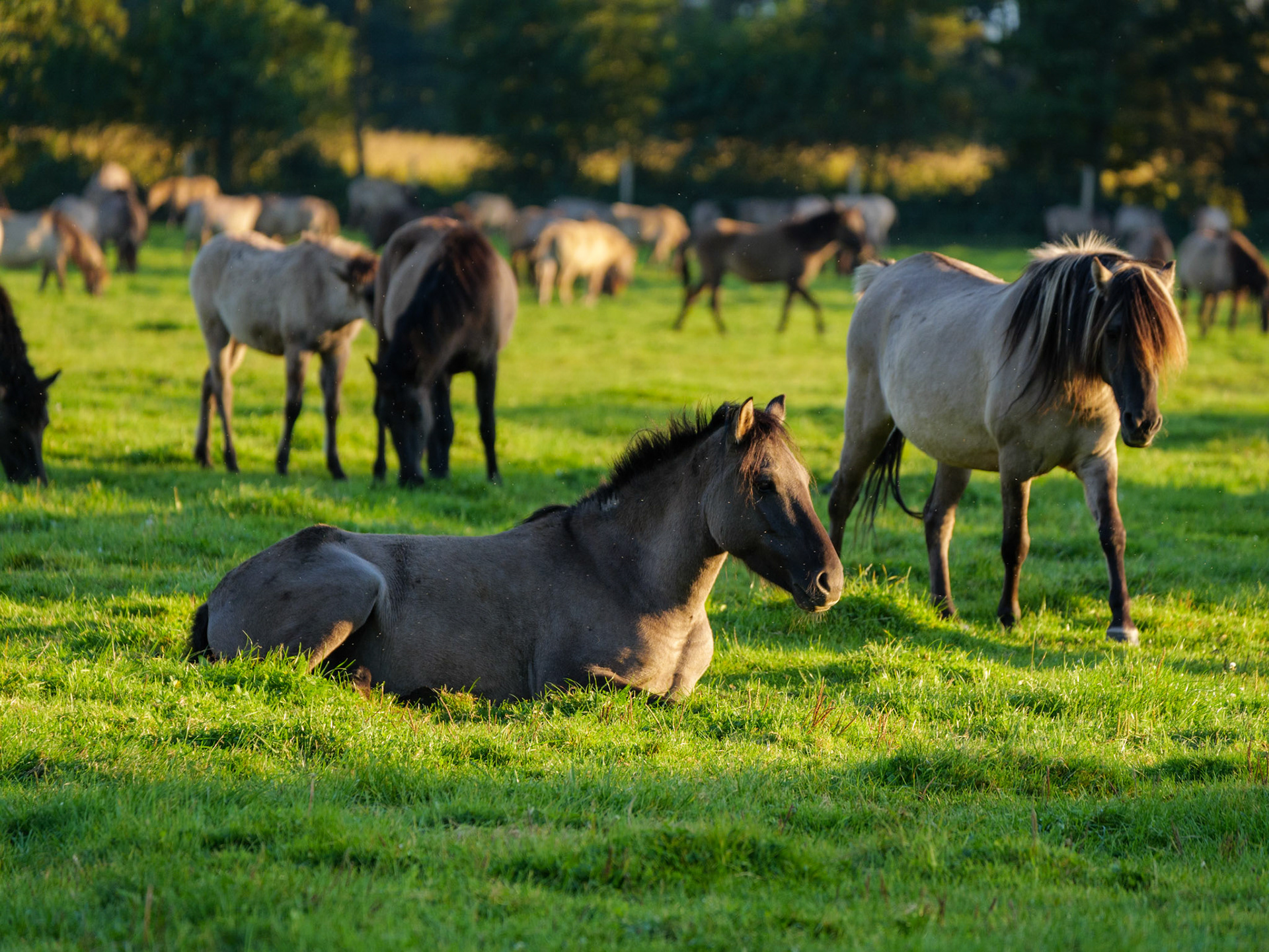Wildpferdeführung in Dülmen