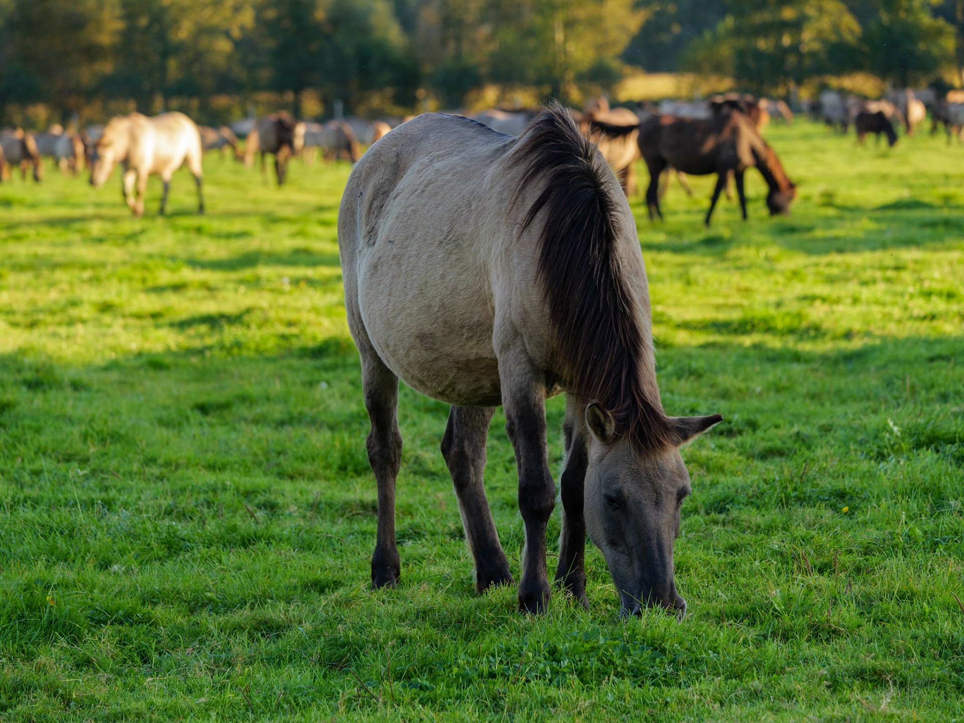 Wildpferdeführung in Dülmen