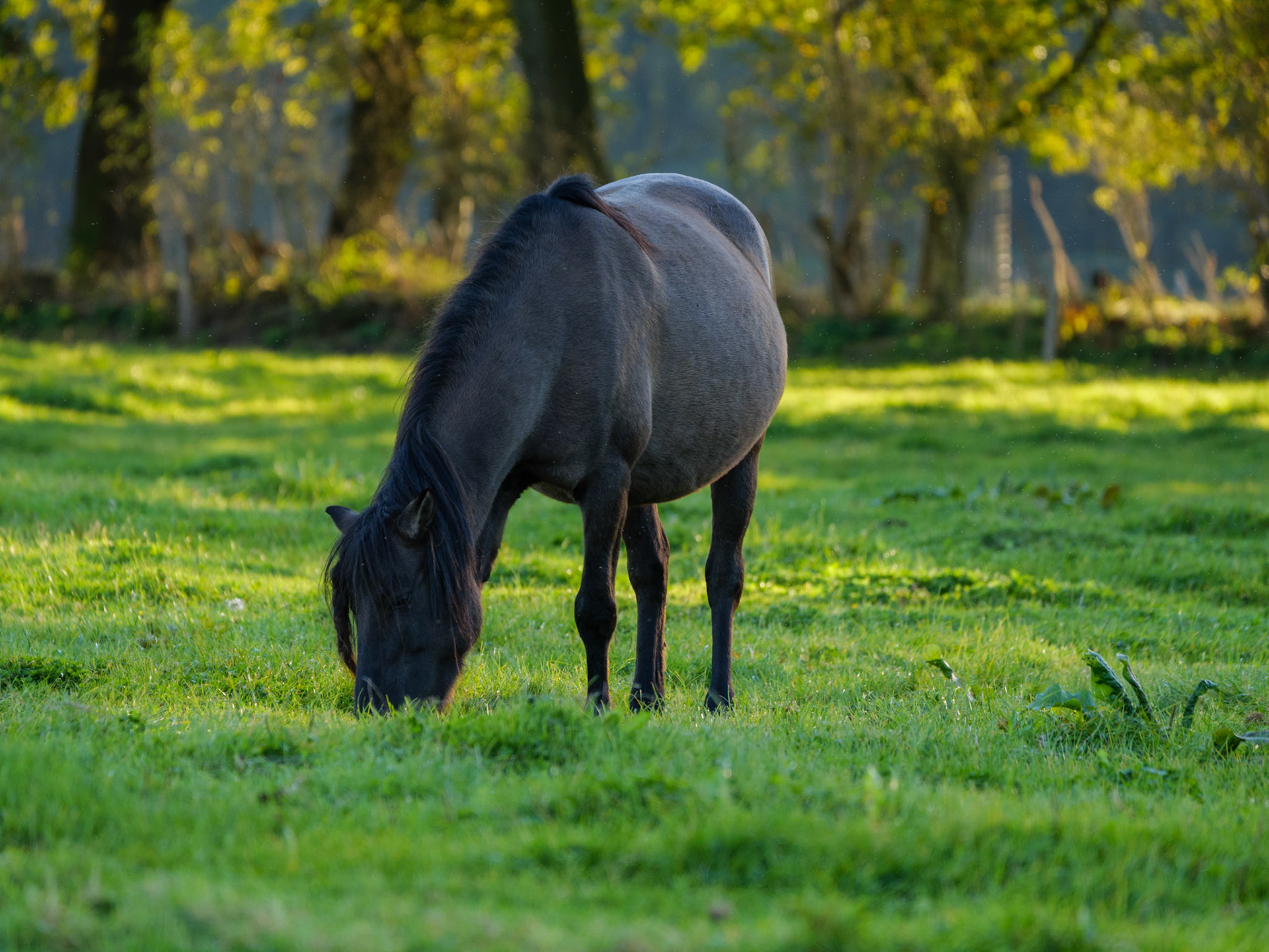 Wildpferdeführung in Dülmen