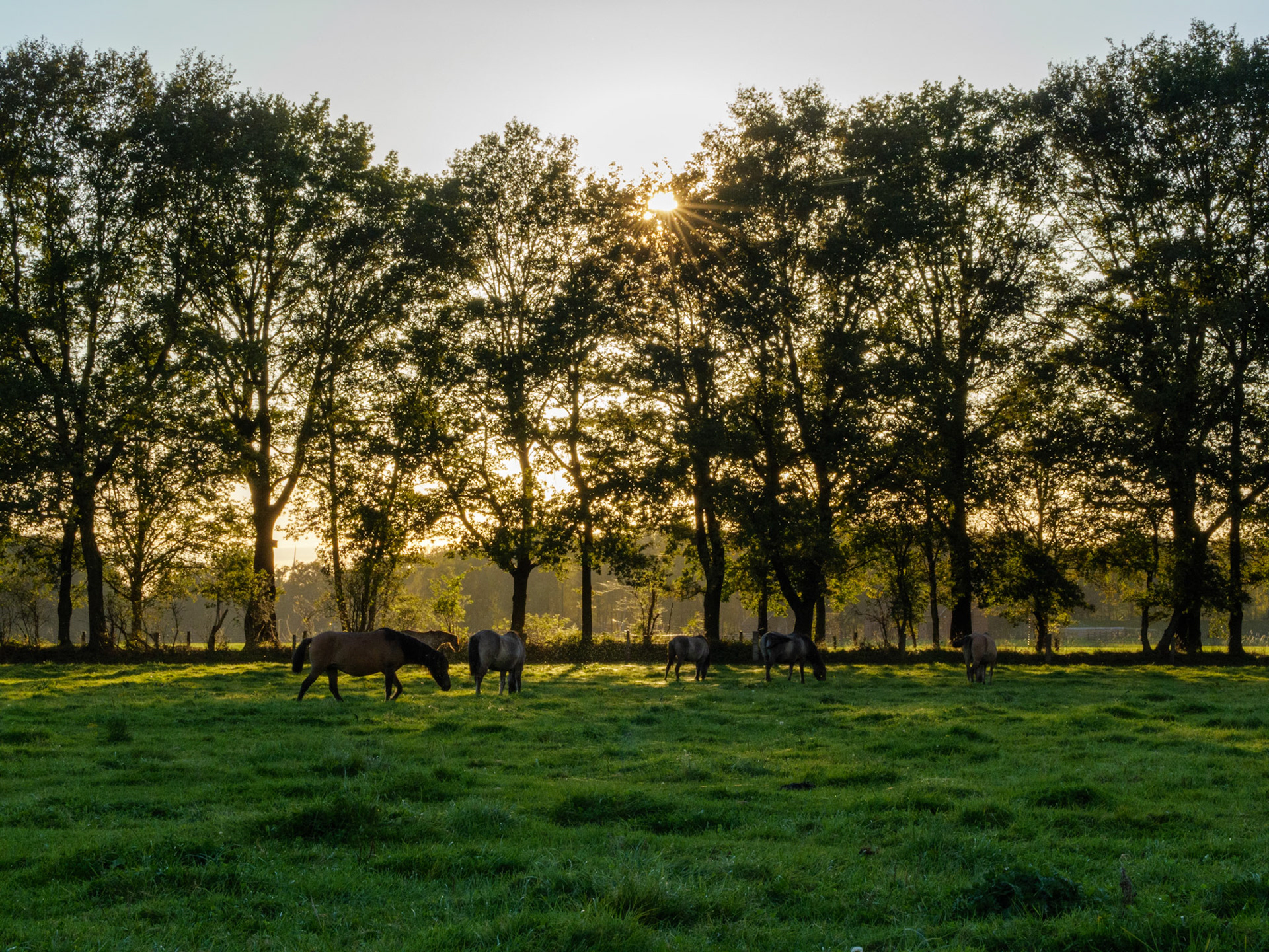 Wildpferdeführung in Dülmen