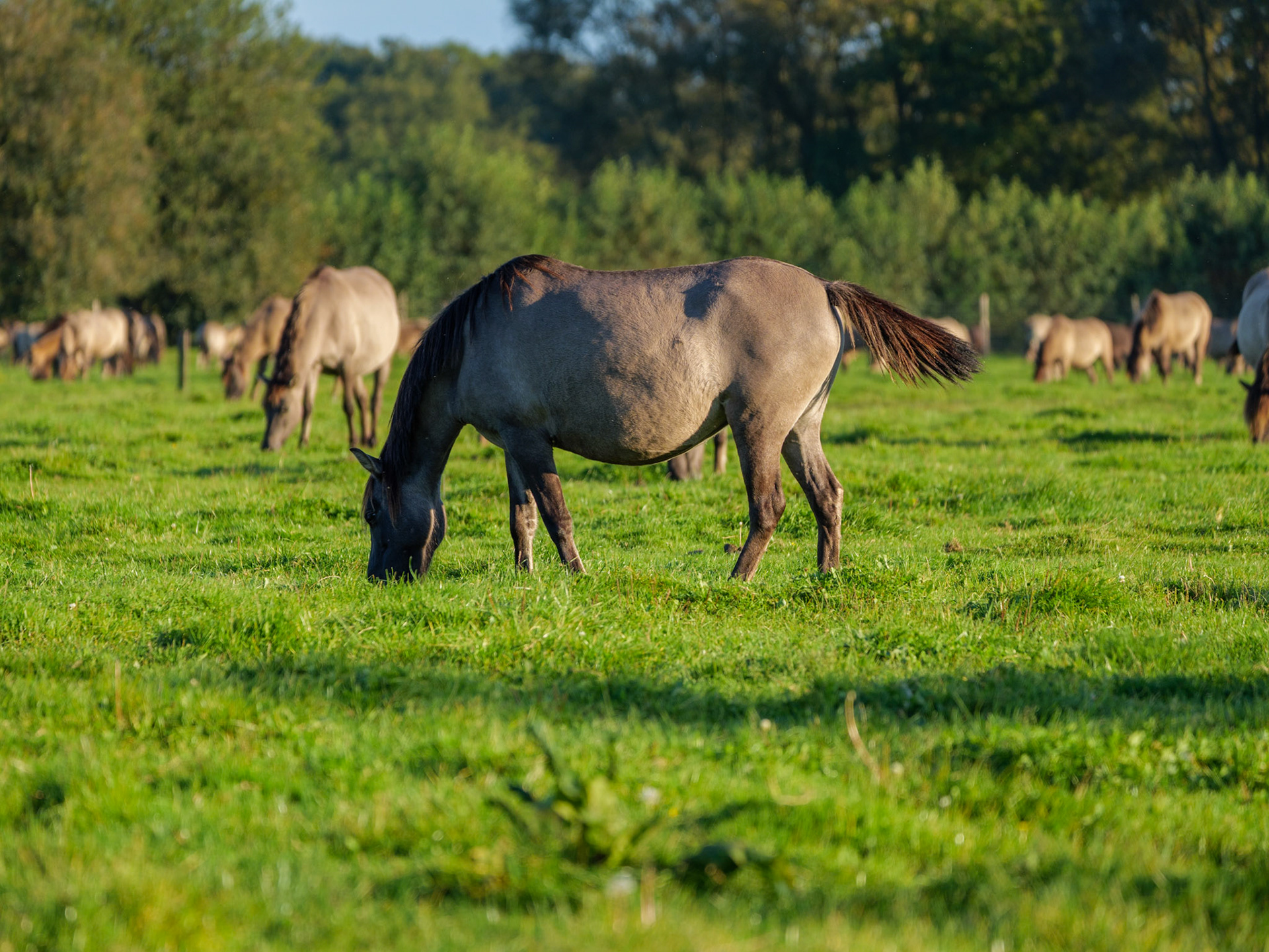 Wildpferdeführung in Dülmen