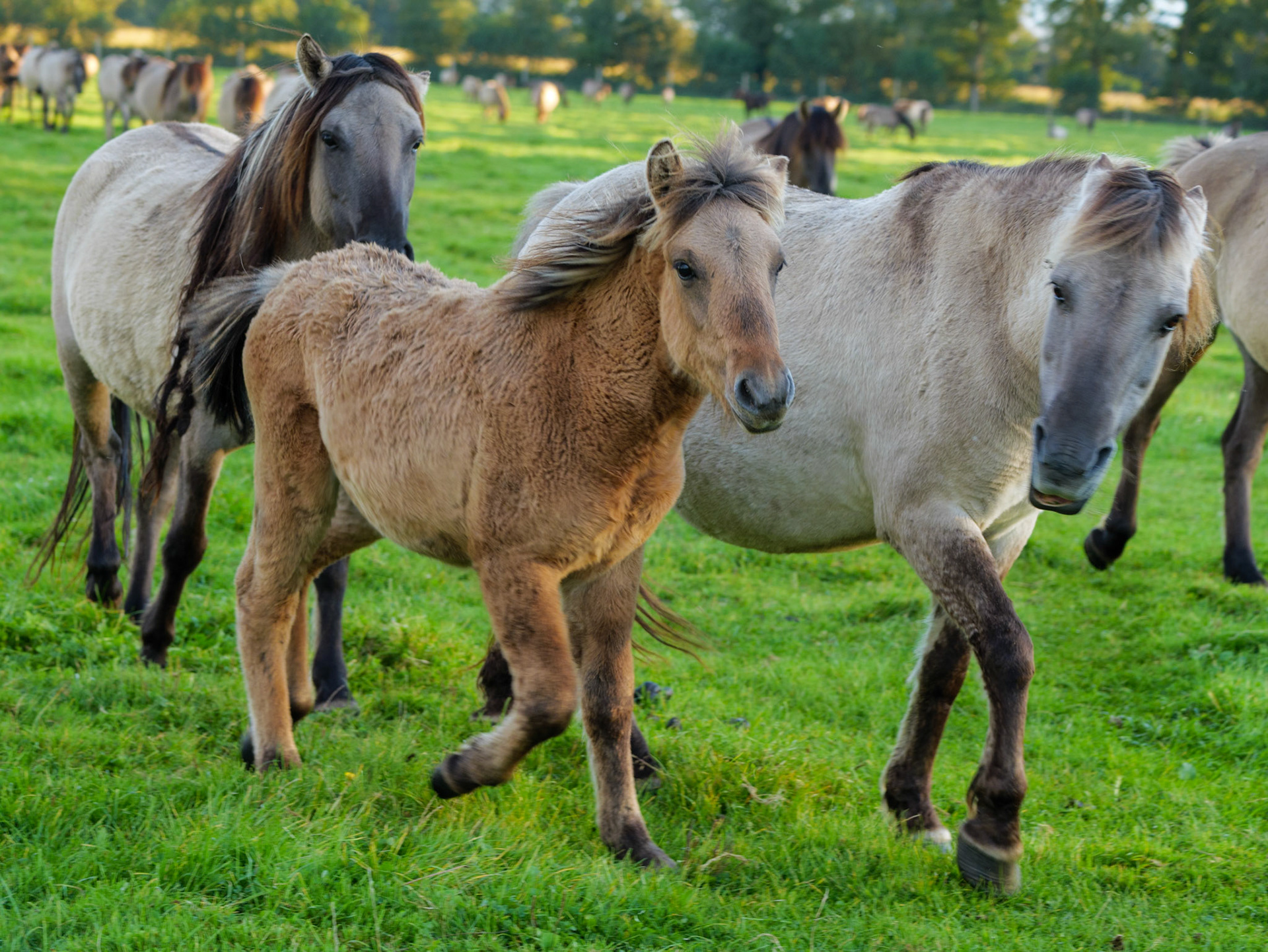 Wildpferdeführung in Dülmen