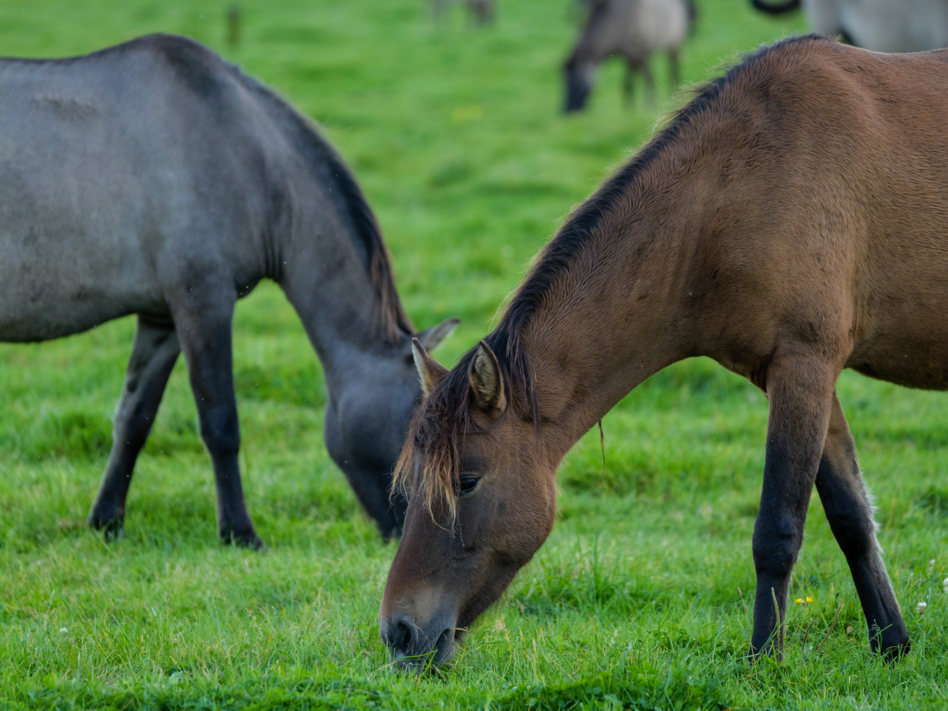 Wildpferdeführung in Dülmen