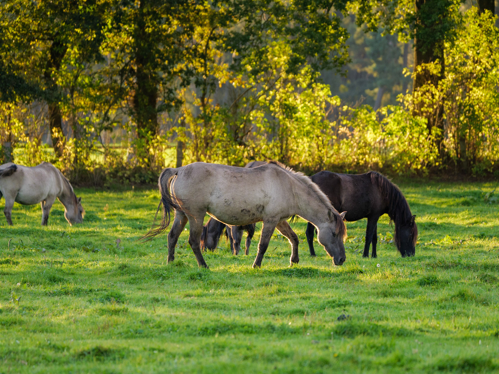 Wildpferdeführung in Dülmen