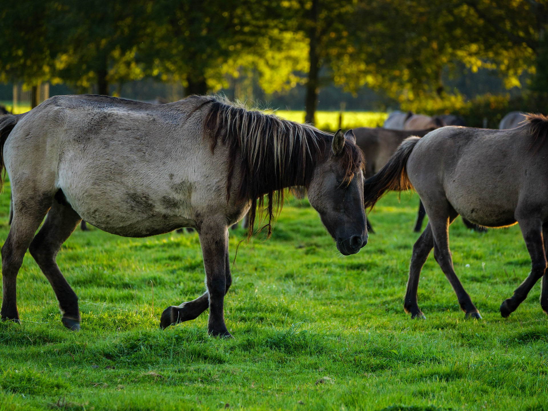 Wildpferdeführung in Dülmen